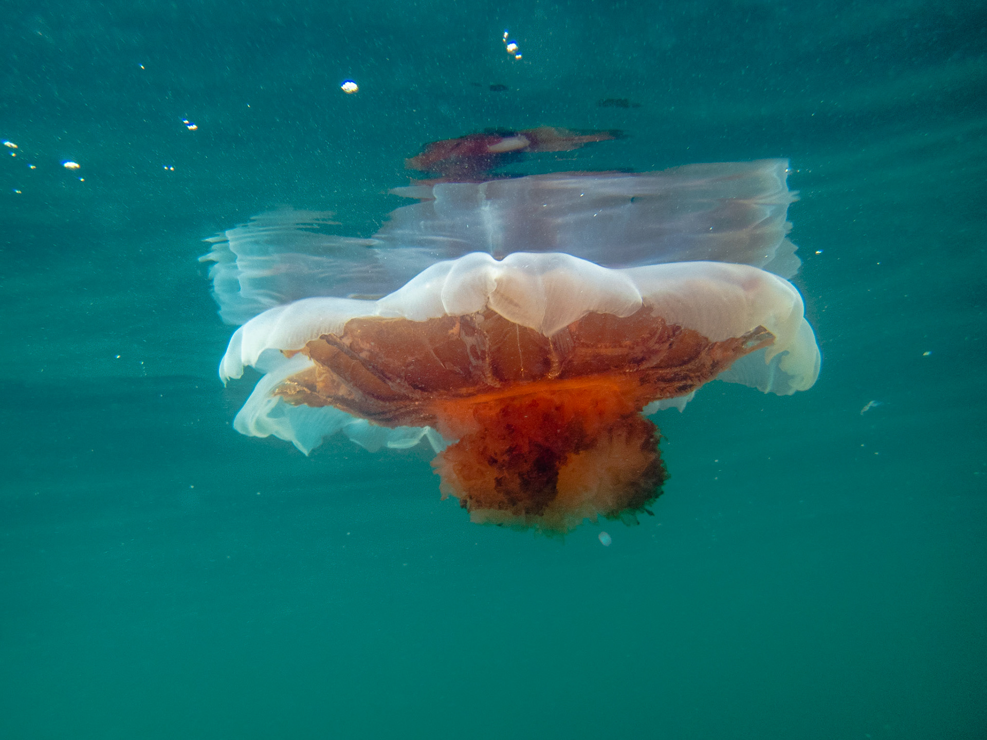 Beat up Lion's Mane Jellyfish