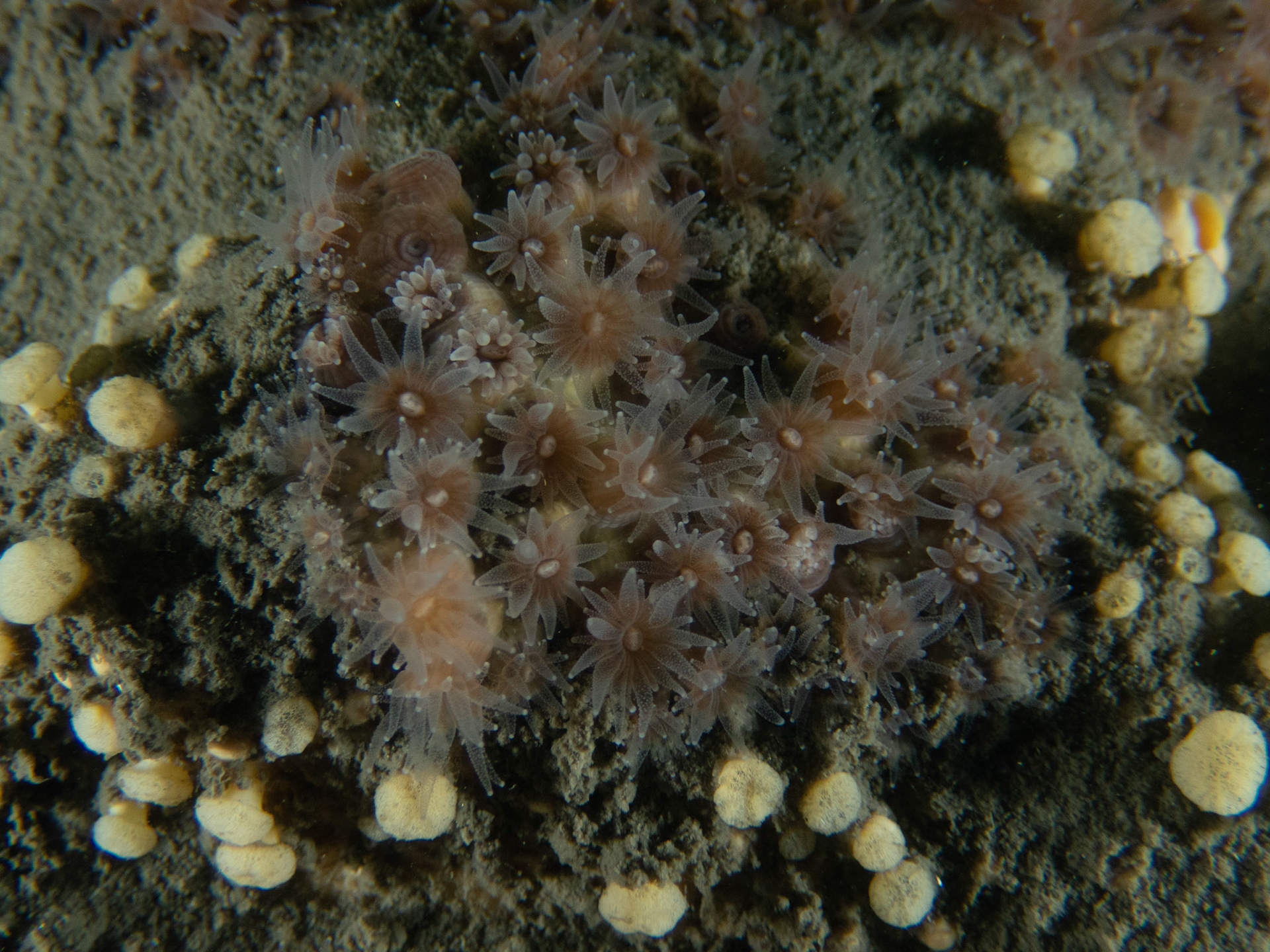 Northern Star Coral