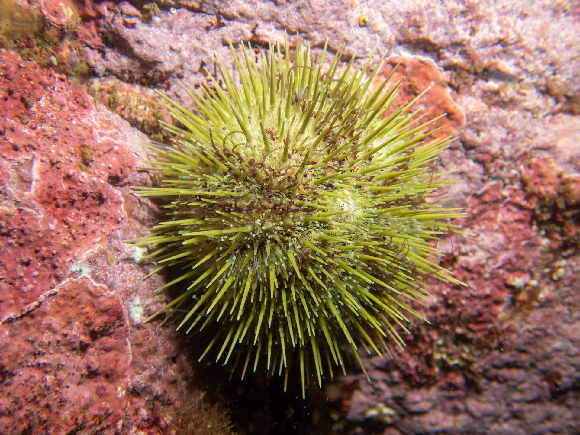 Green urchin