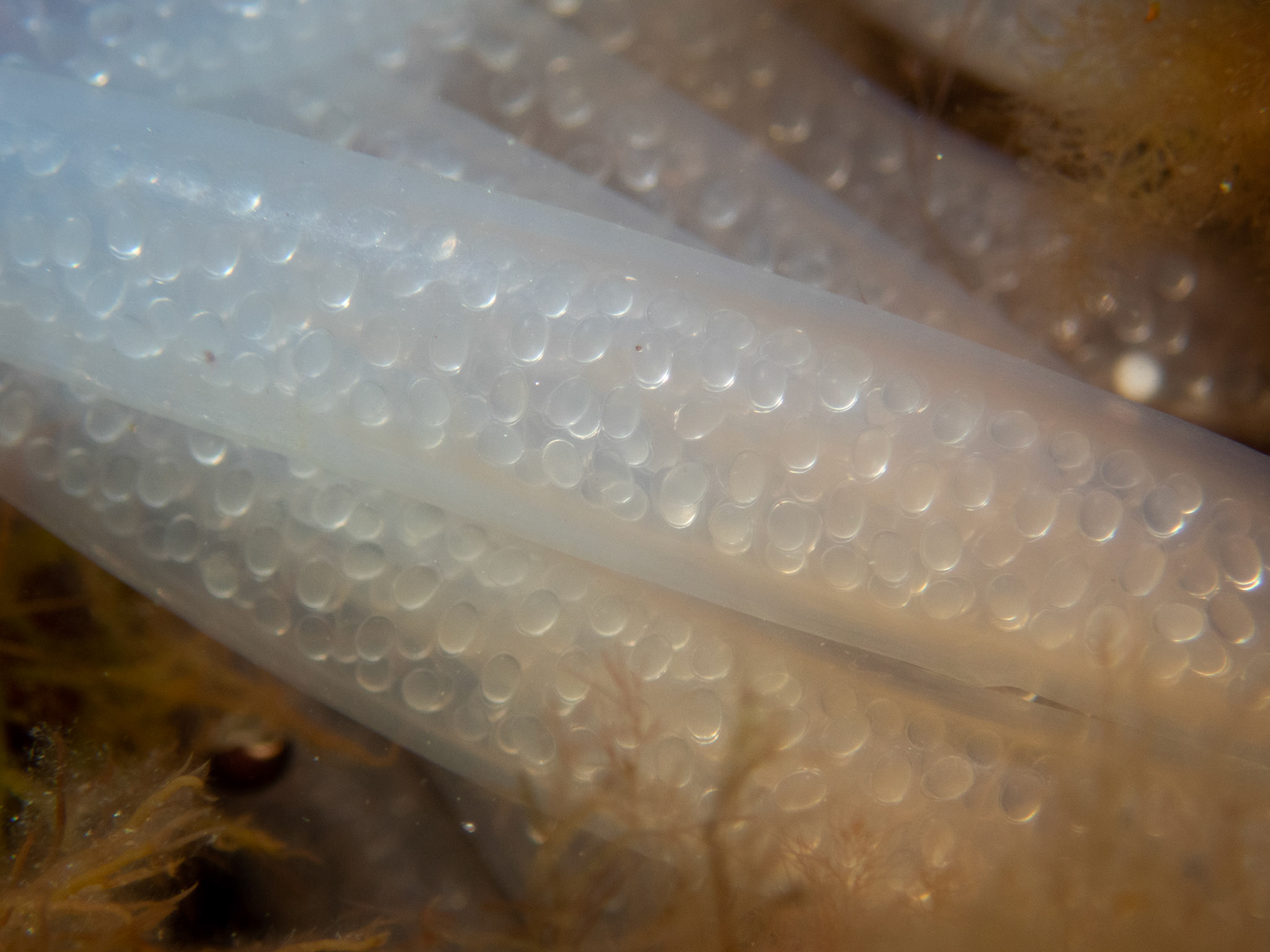 Squid eggs