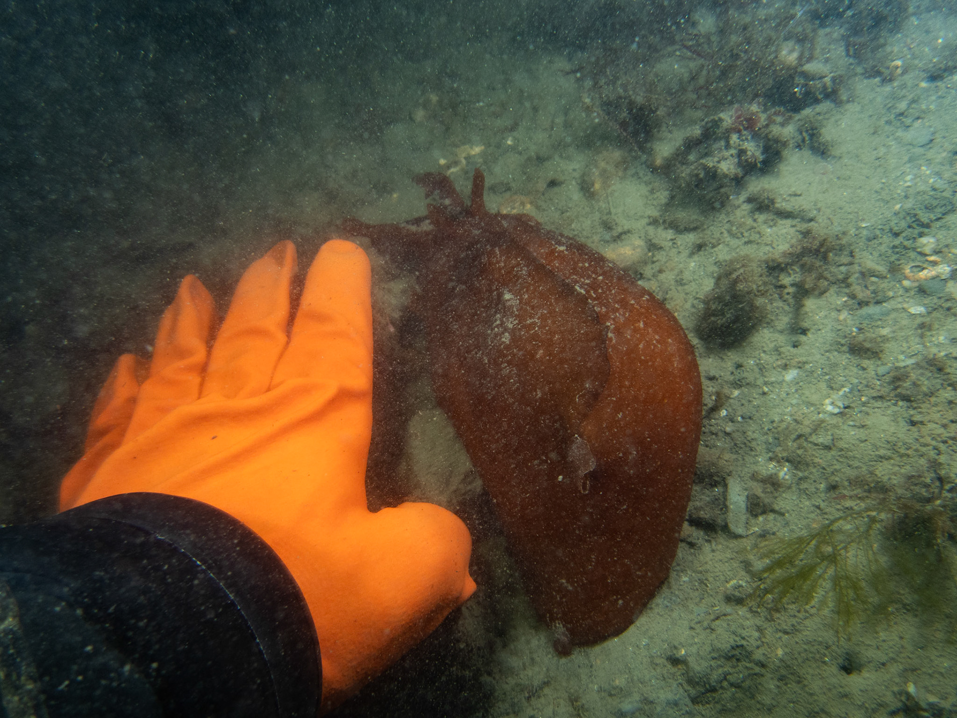 Absolutely HUGE sea hare