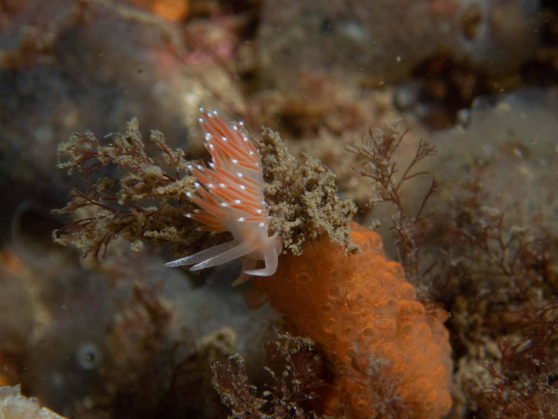 Red-finger Aeolis
