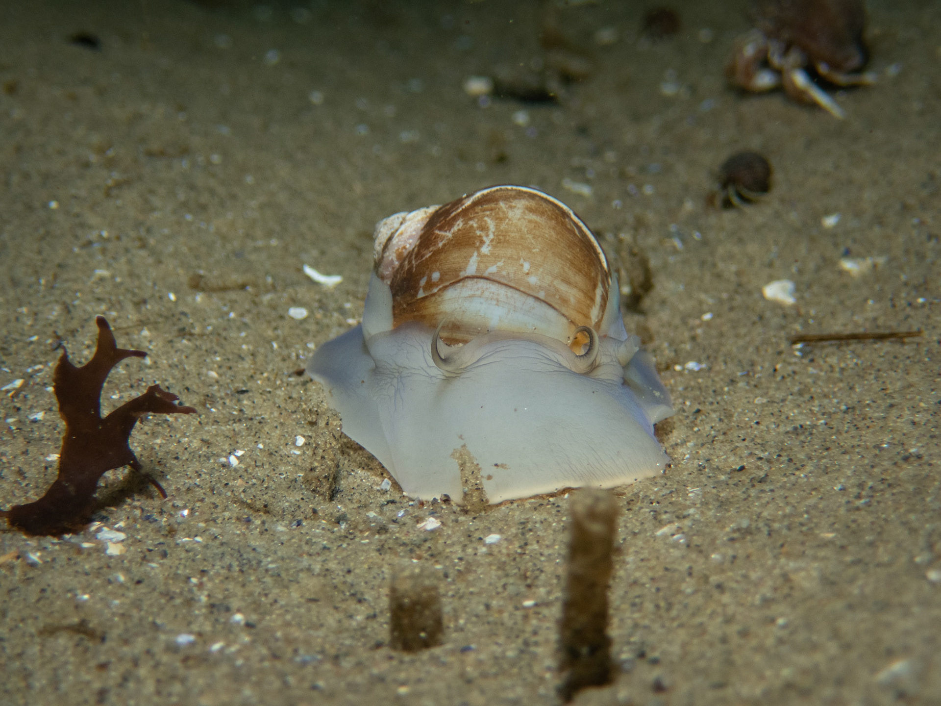 Small moon snail on the move