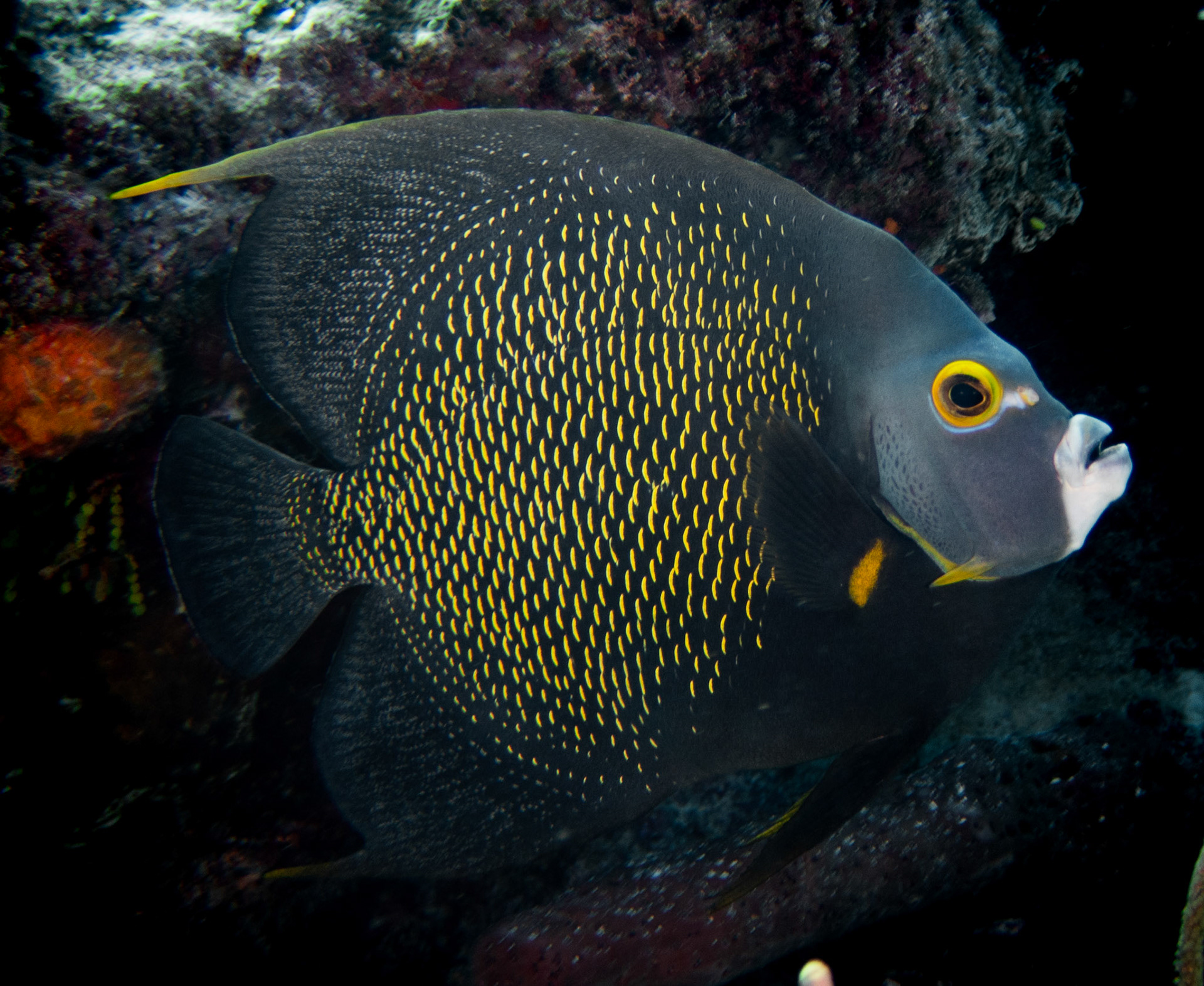 French Angelfish
