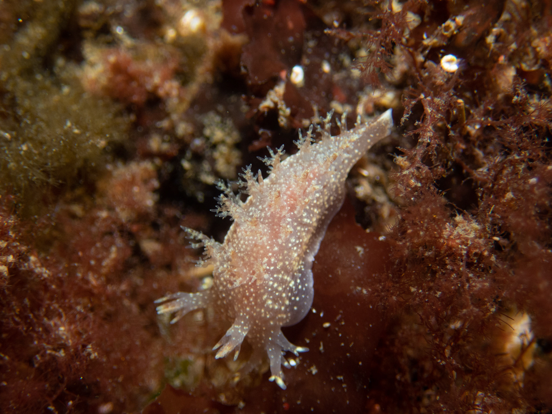 Dendronotus robustus