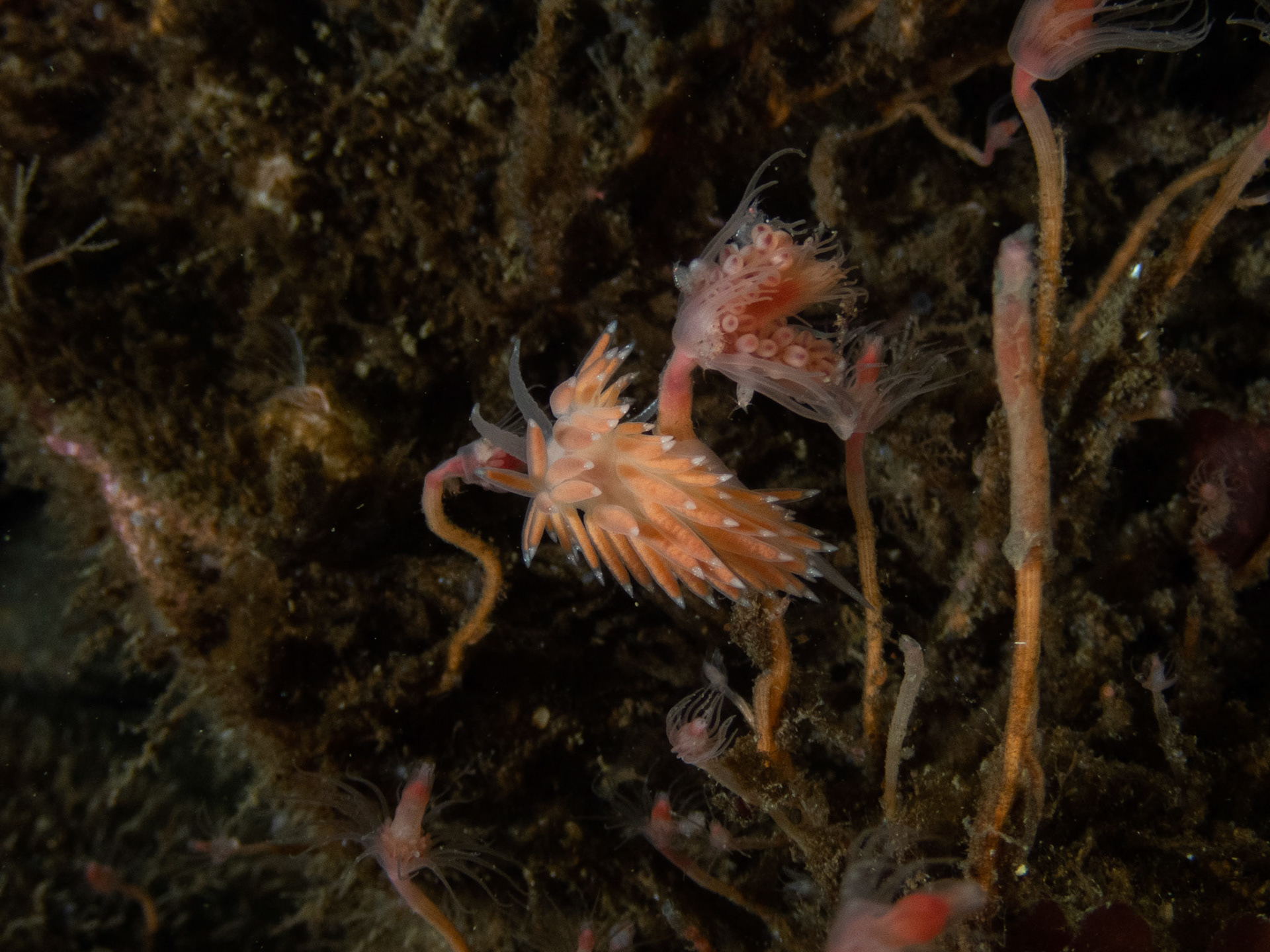 Unidentified flabellina variant