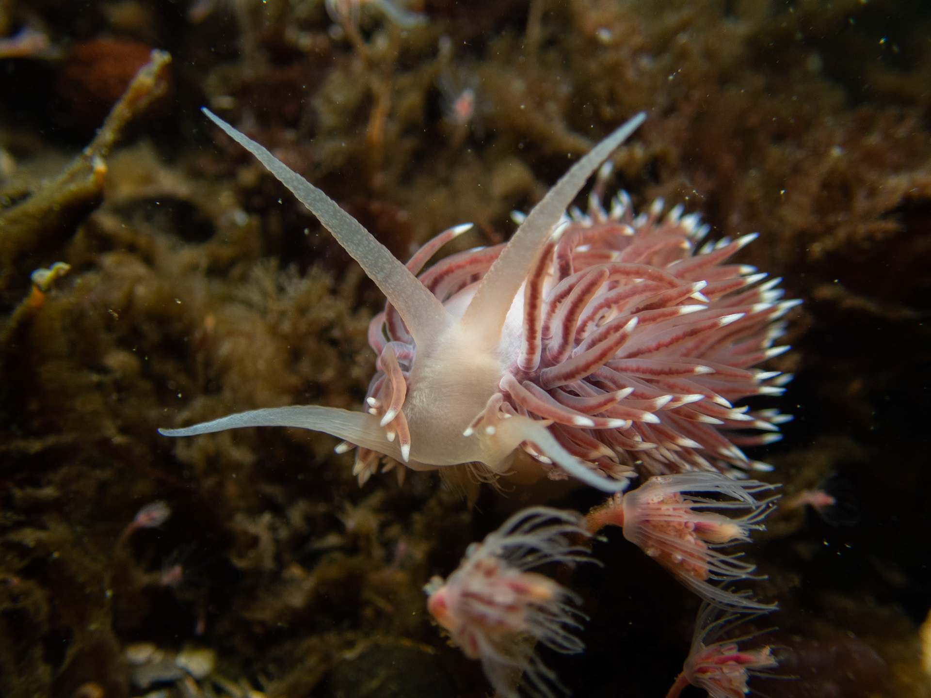F. verilli