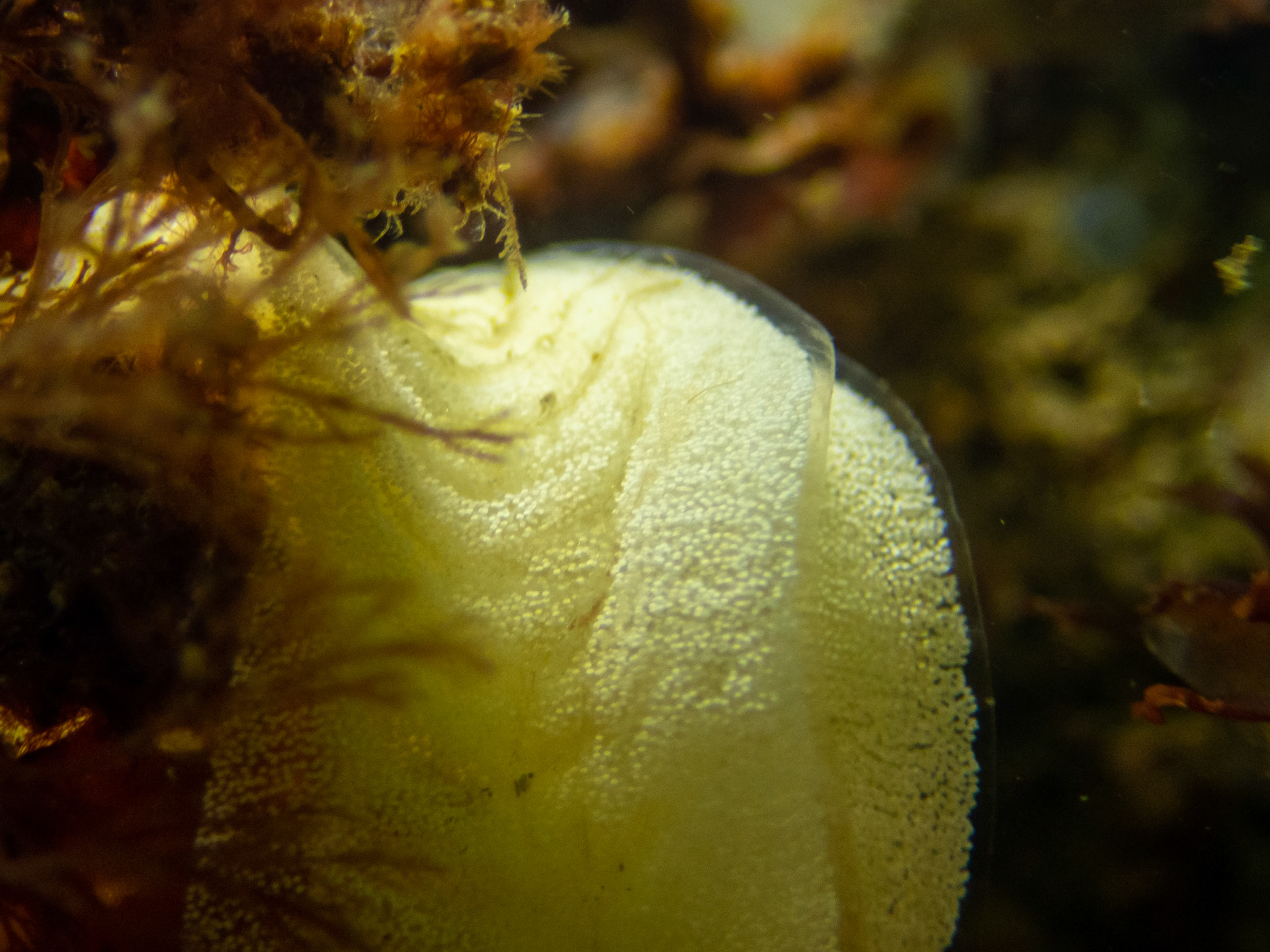 Sea lemon egg ribbons