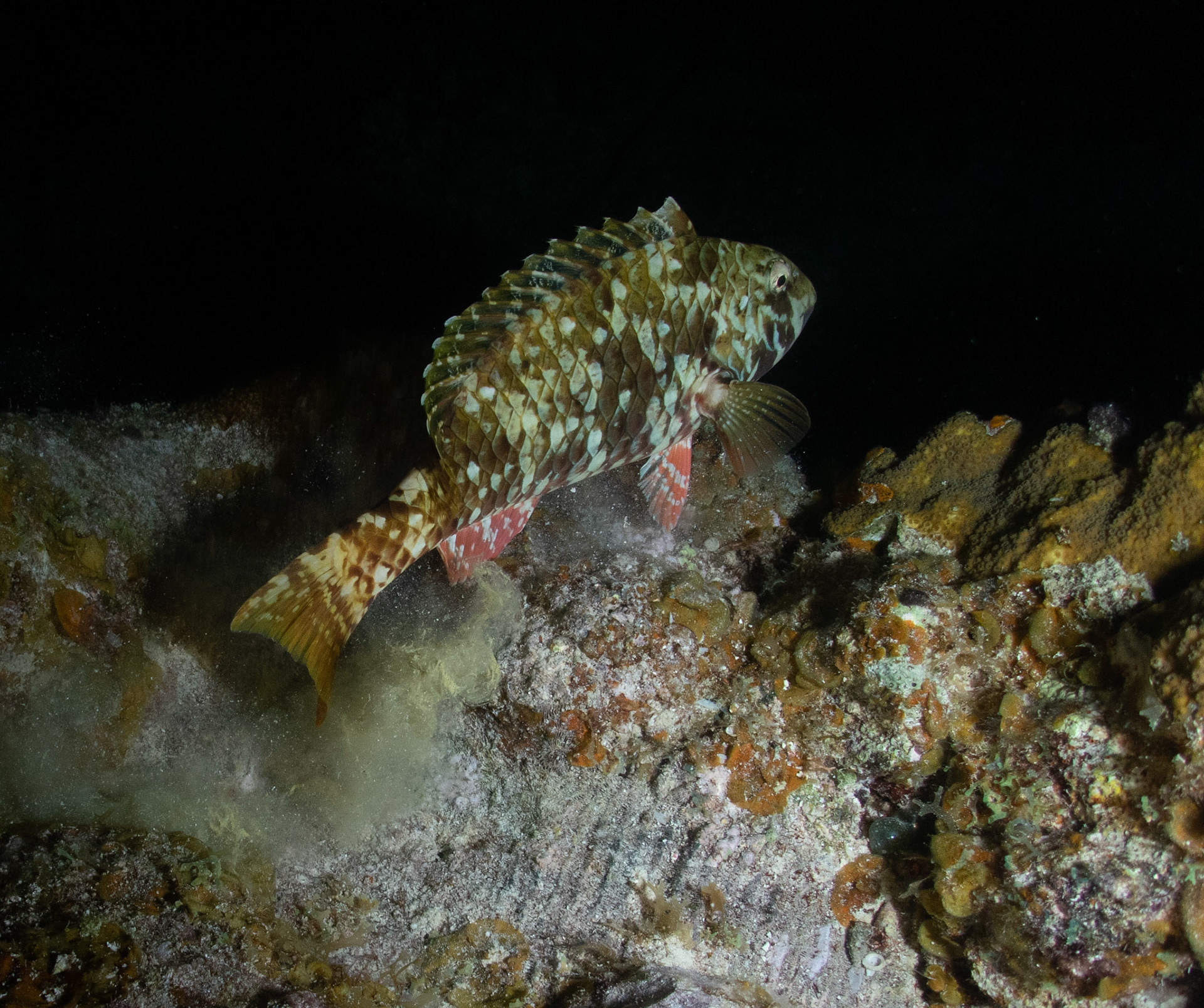 I woke the sleeping parrotfish
