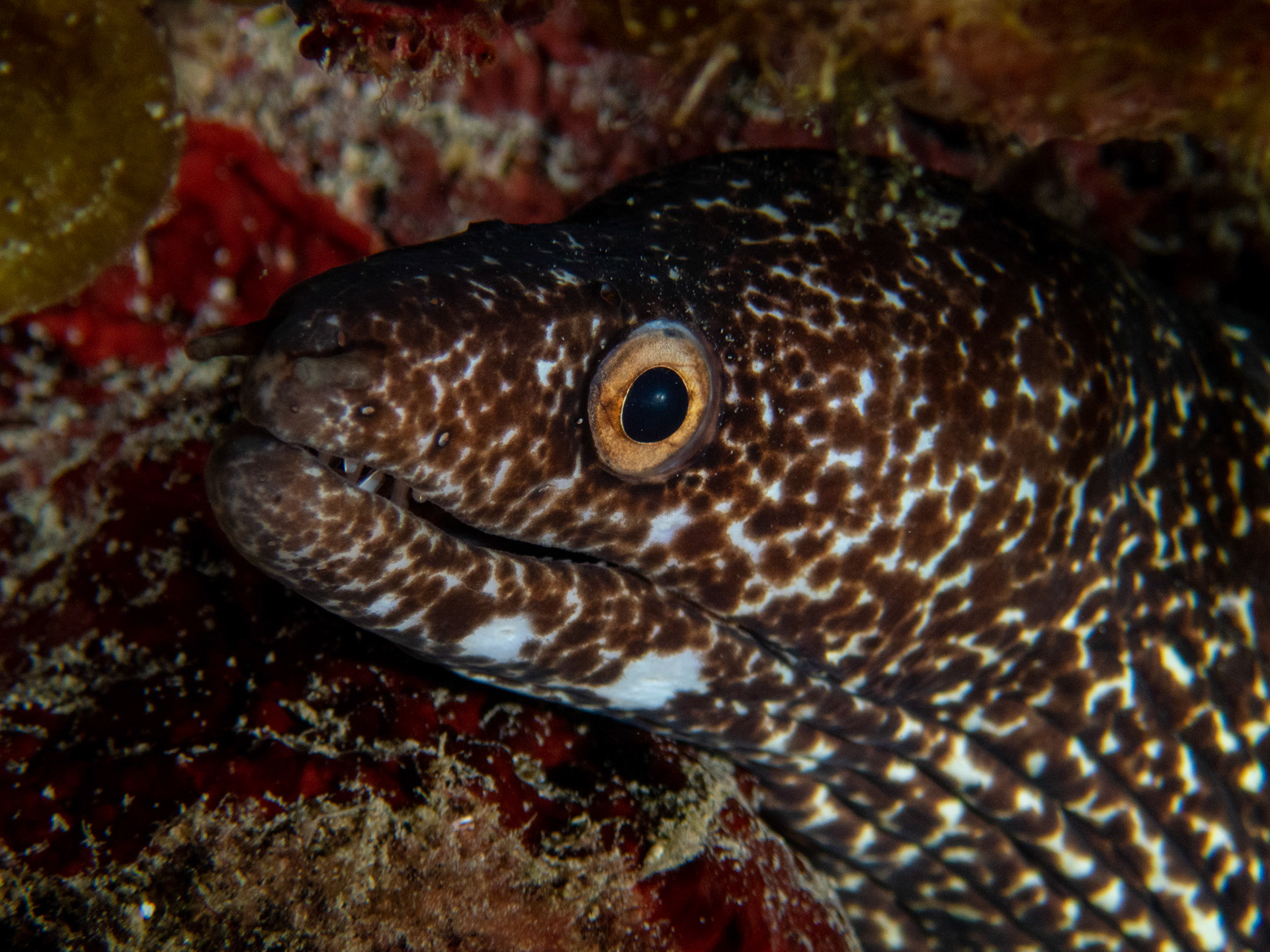Spotted Moray