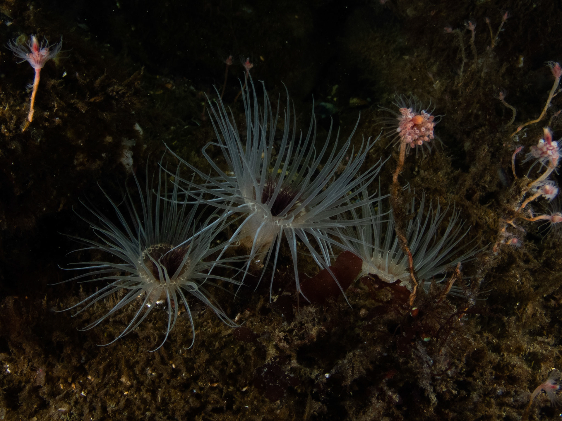 Northern cerianthids