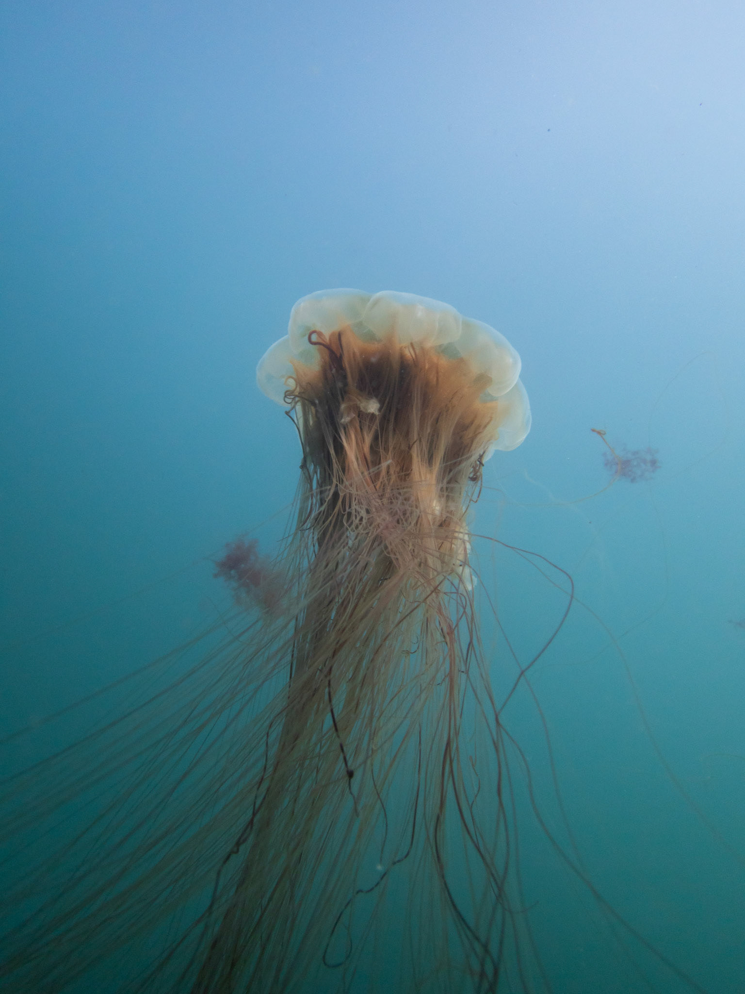 Lion's Mane jelly