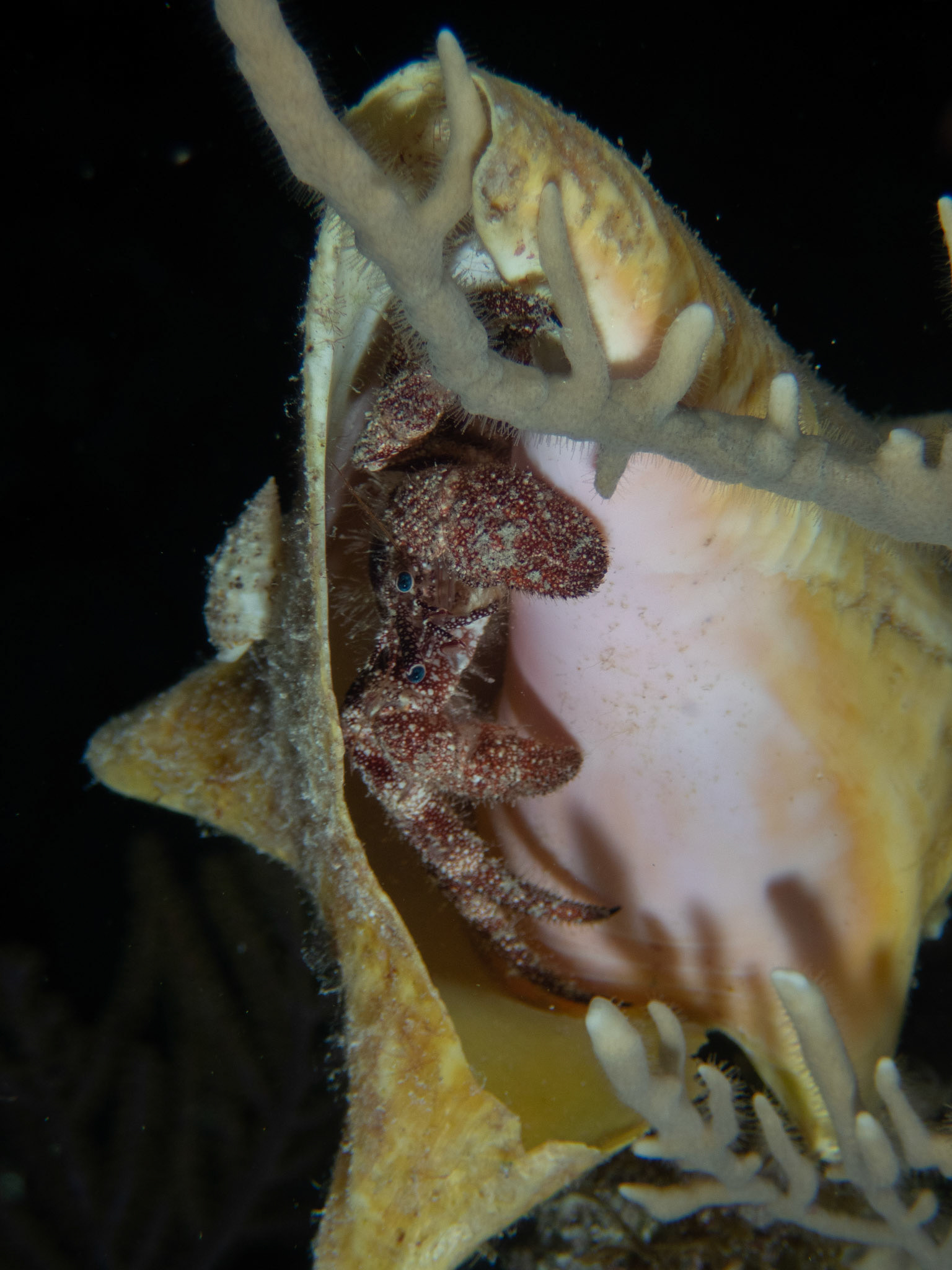 Hermit crab that somehow managed to get totally vertical
