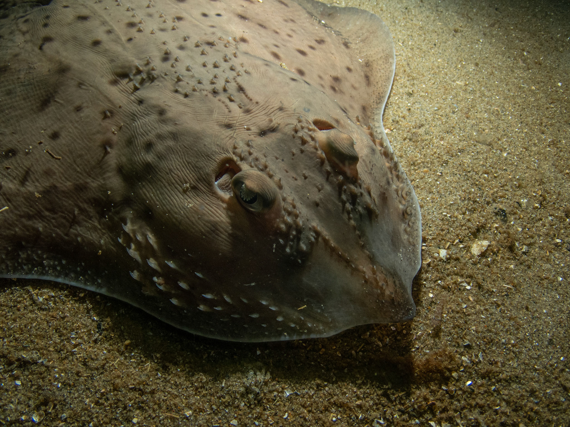 This skate was right under me when I snapped this shot