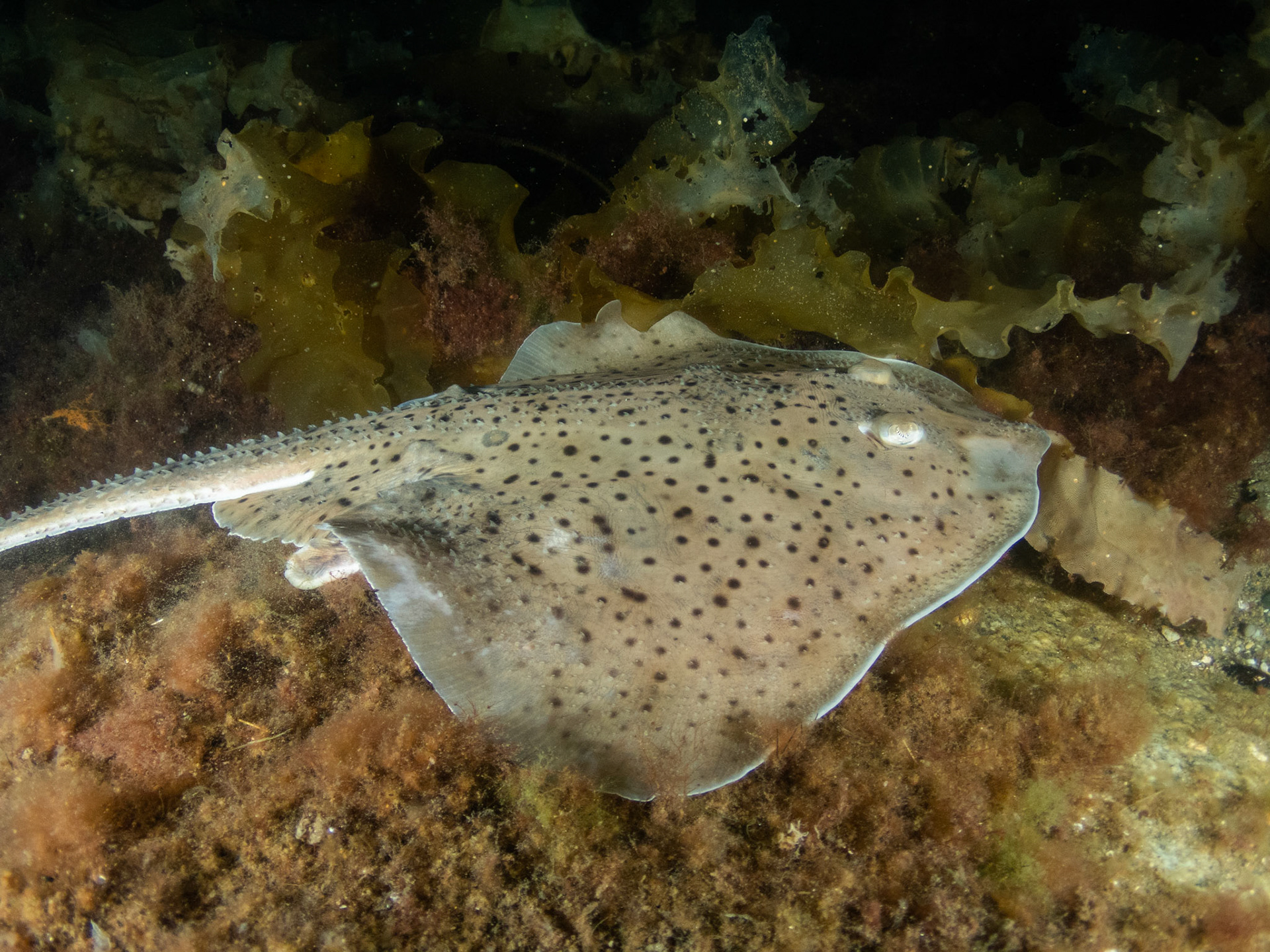 Little Skate