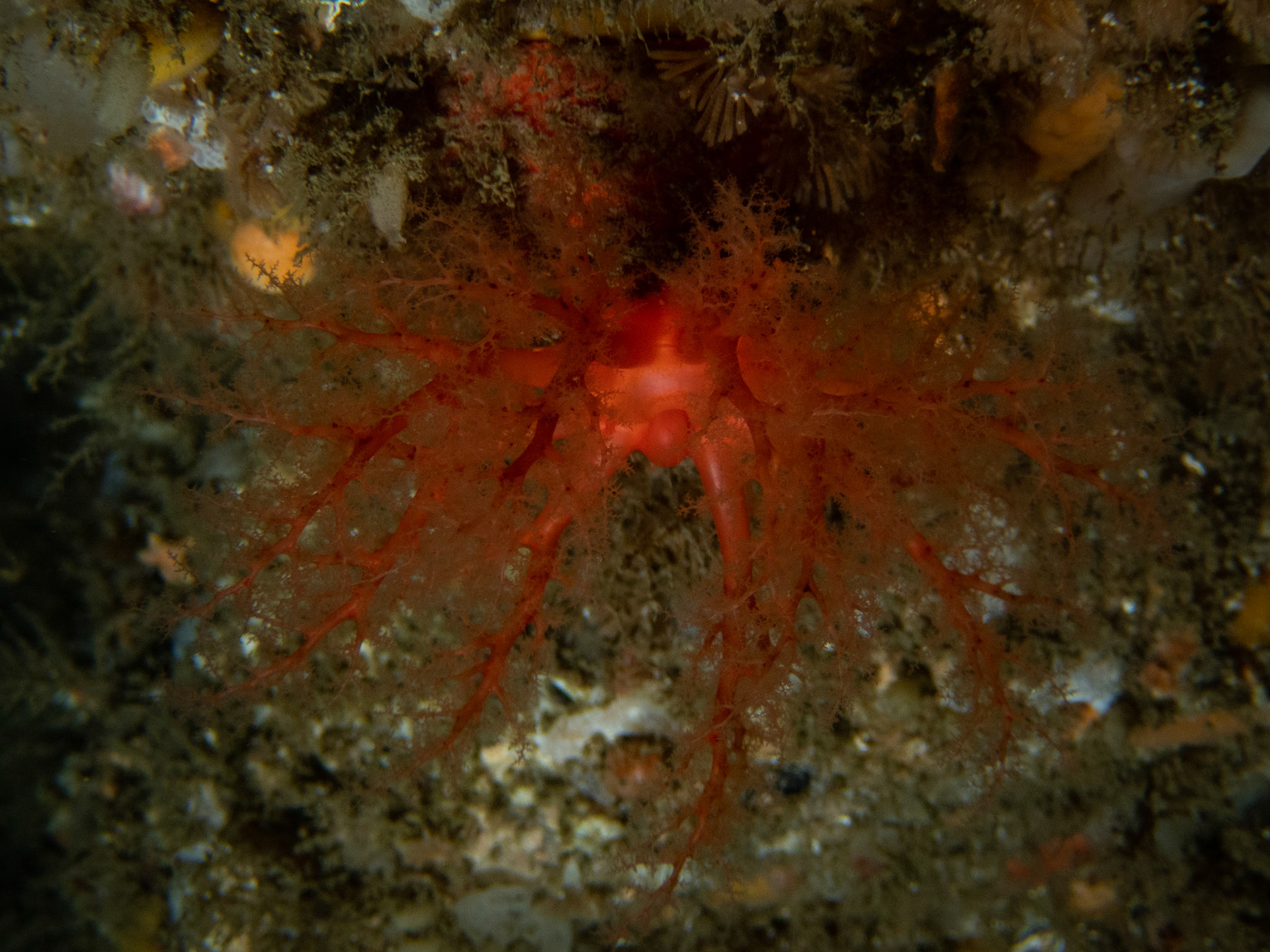 Scarlet psolus feeding