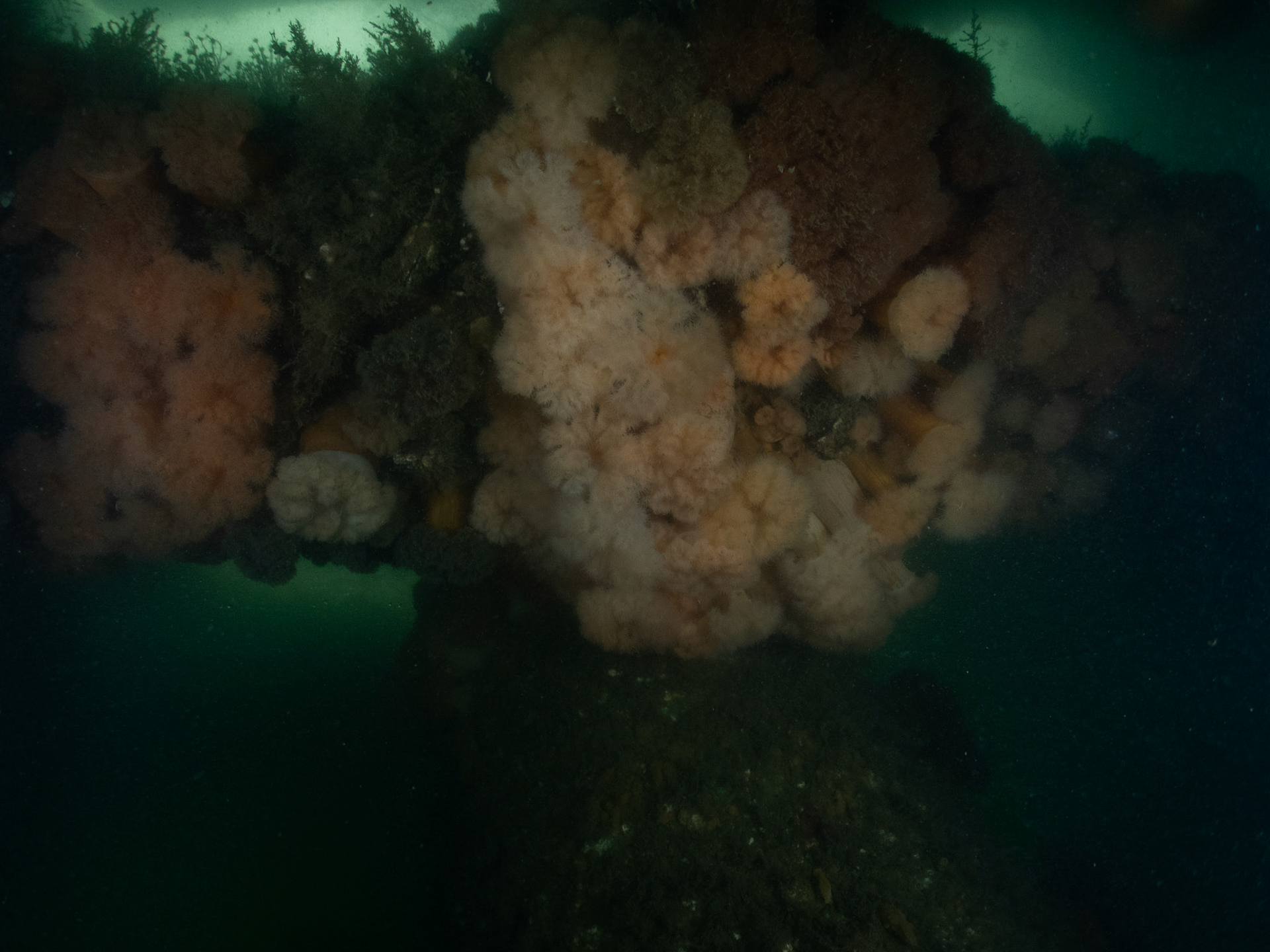 The roof is covered with anemones