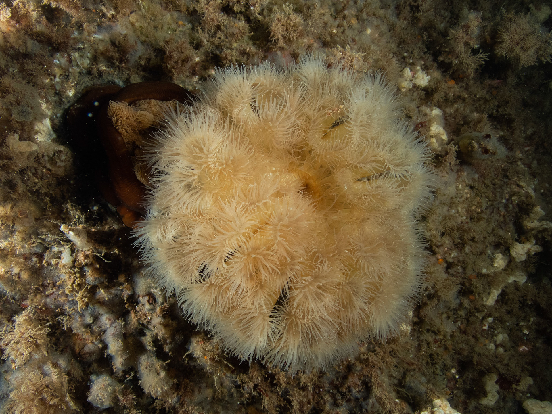 Frilled Anemone