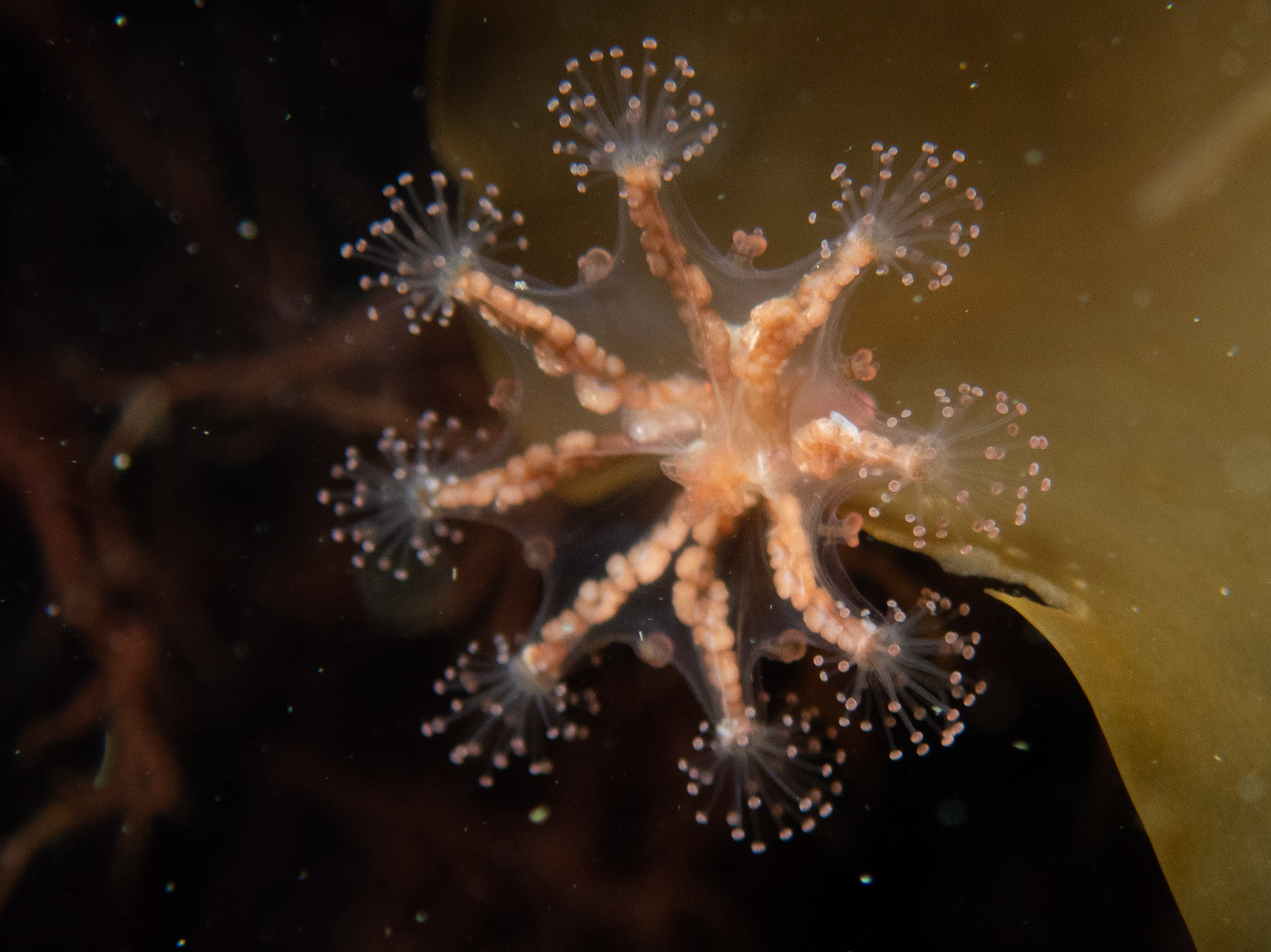 Eared Stalked Jellyfish