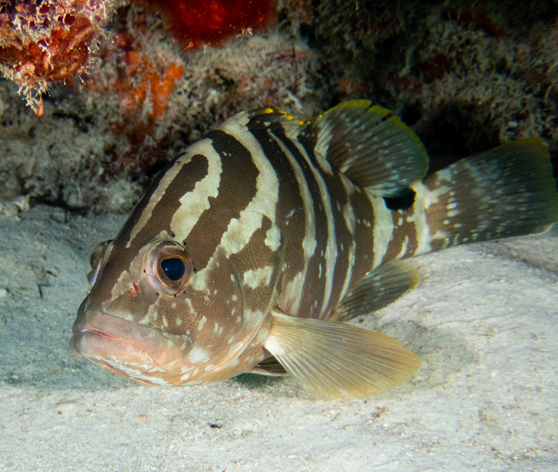 Nassau Grouper