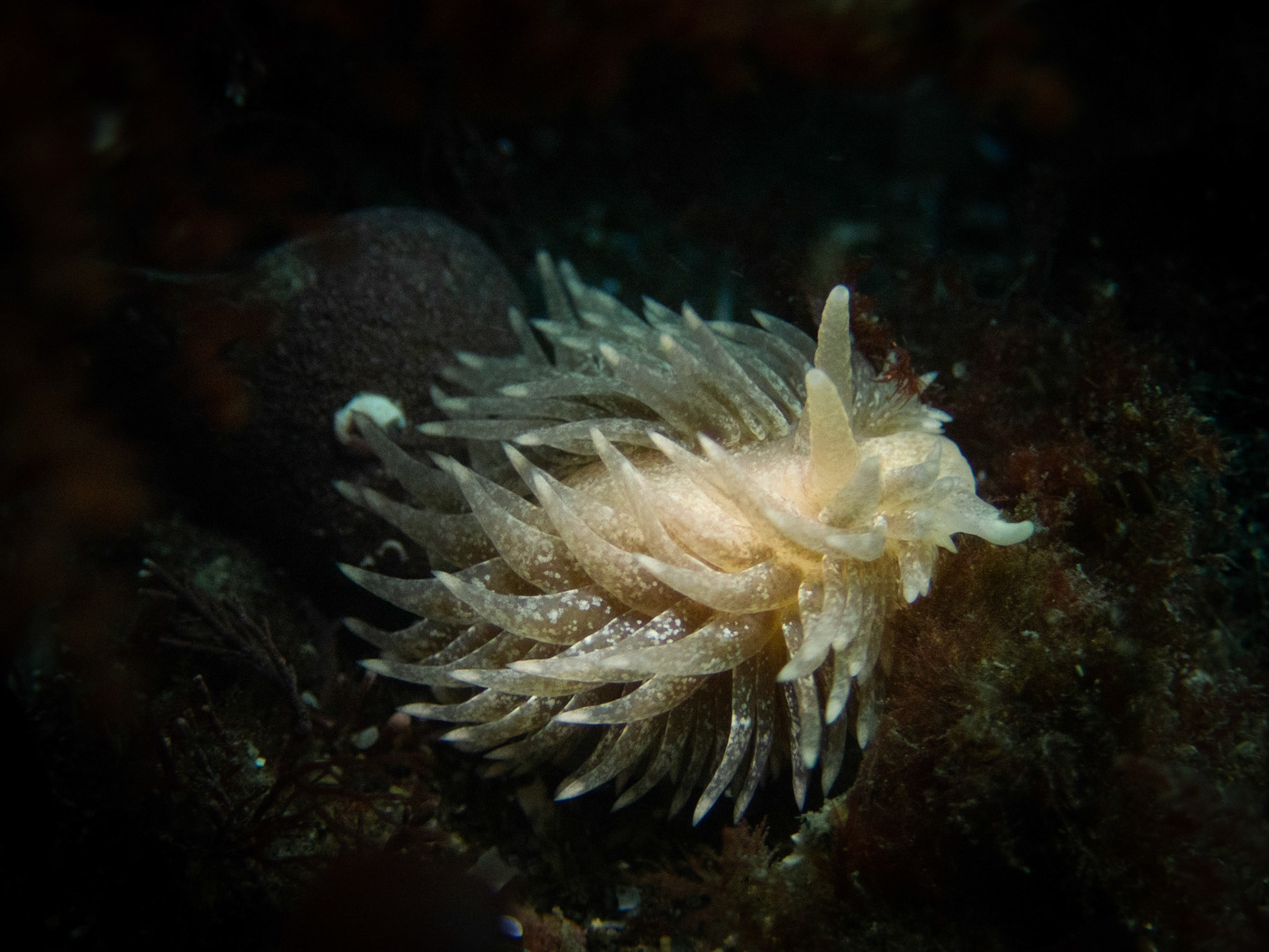 Aeolidia papillosa