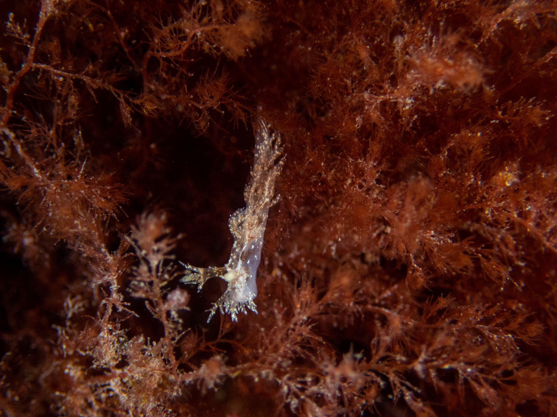 Frond aeolis nudibranch