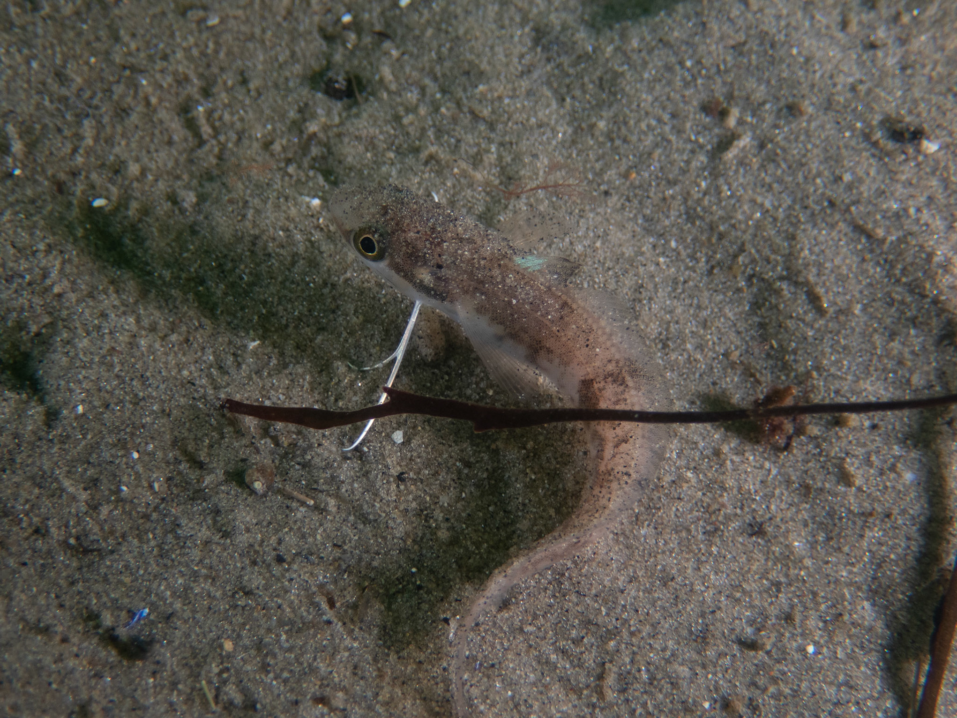 Tiny juvenile hake