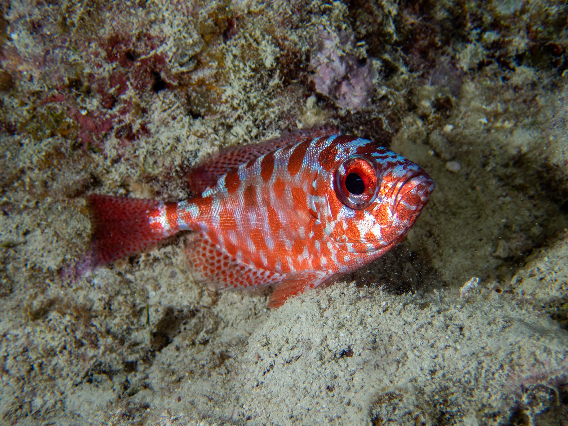 Glasseye Snapper
