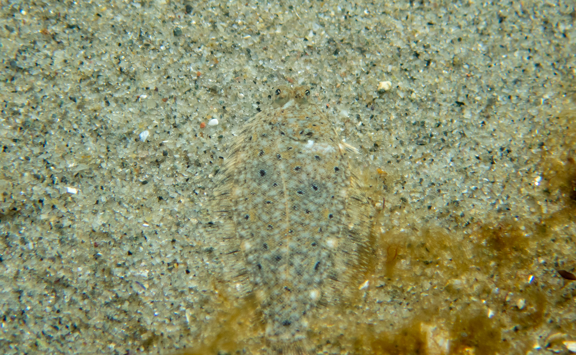 Tiny summer flounder showing off its camouflage
