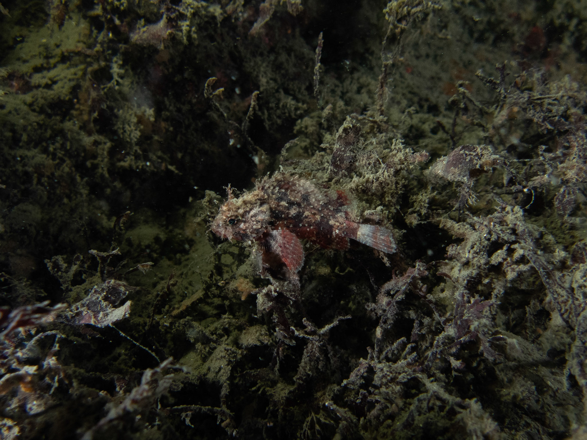 Juvenile scorpionfish?