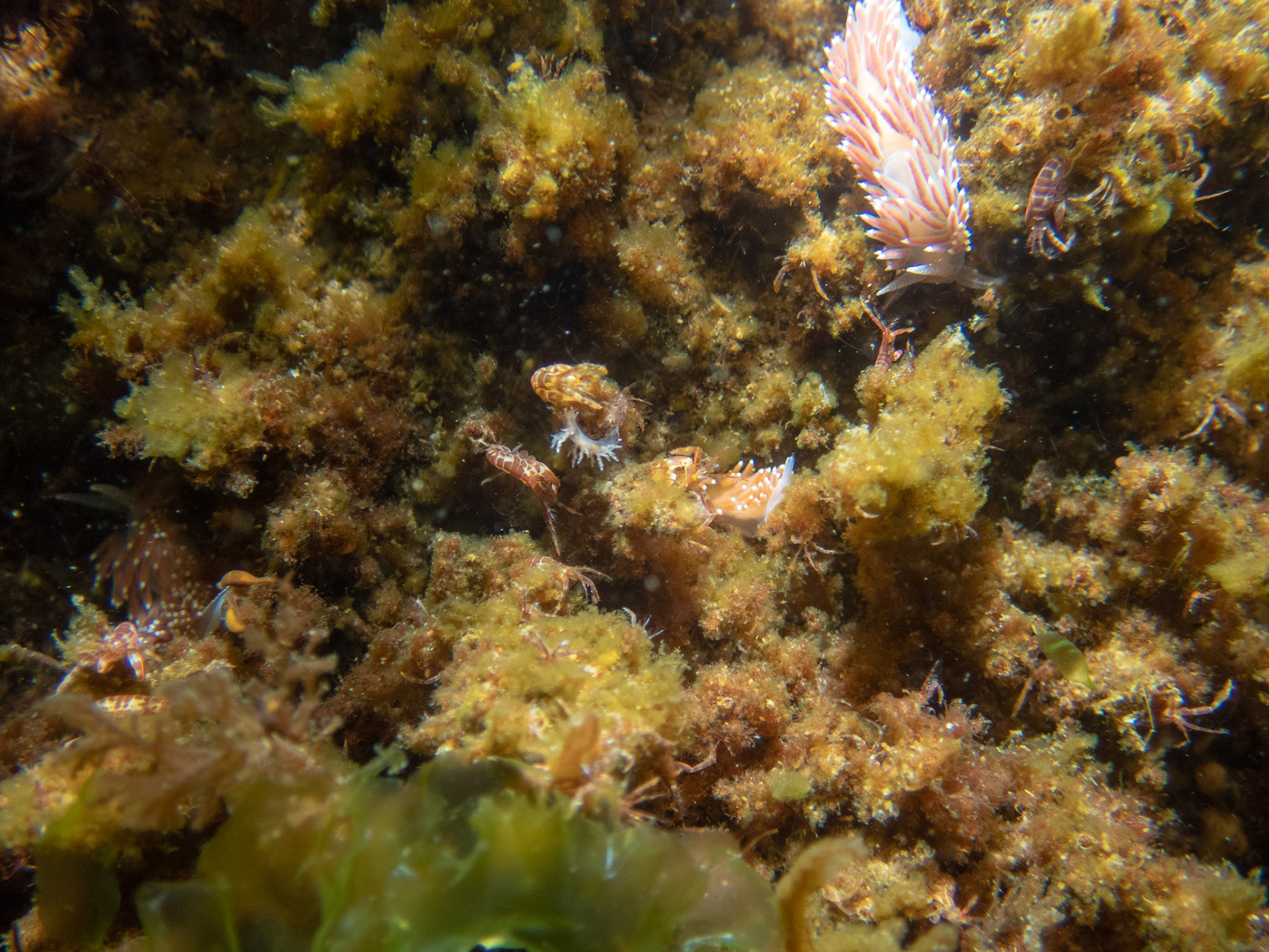 This pretty well represents the density of nudibranchs on this dive