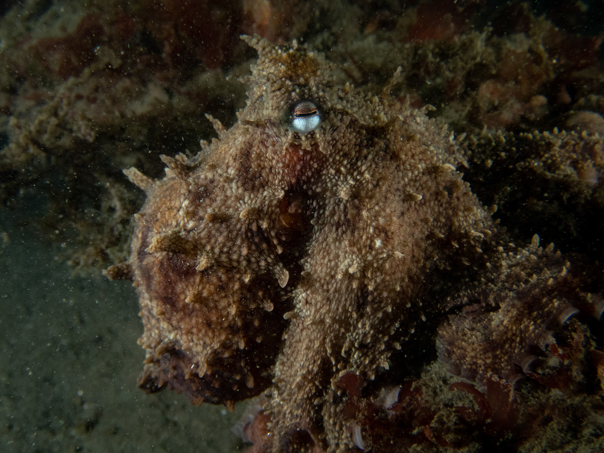 Bumpy octo