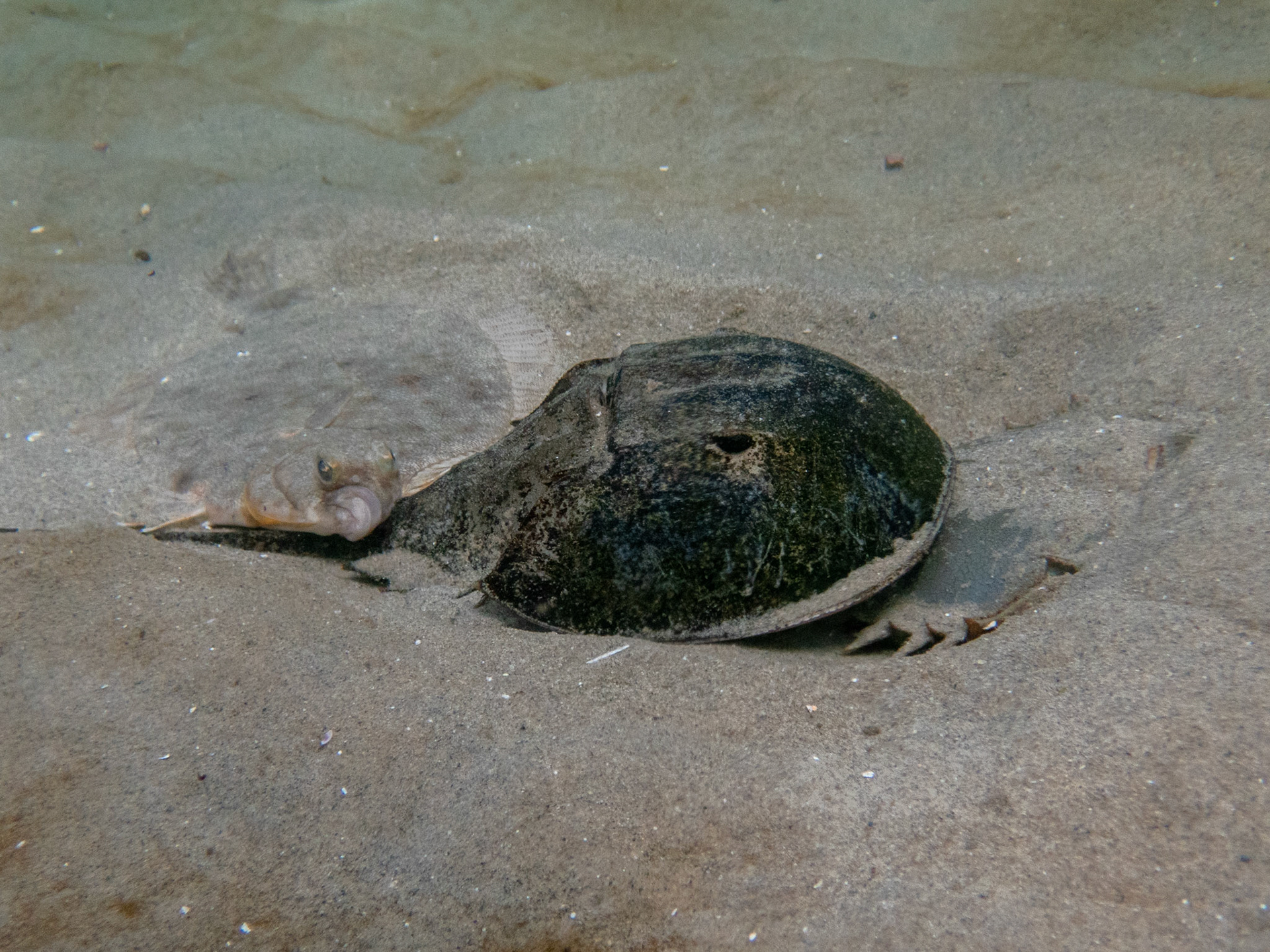 Flounder laying on paired horseshoe crabs