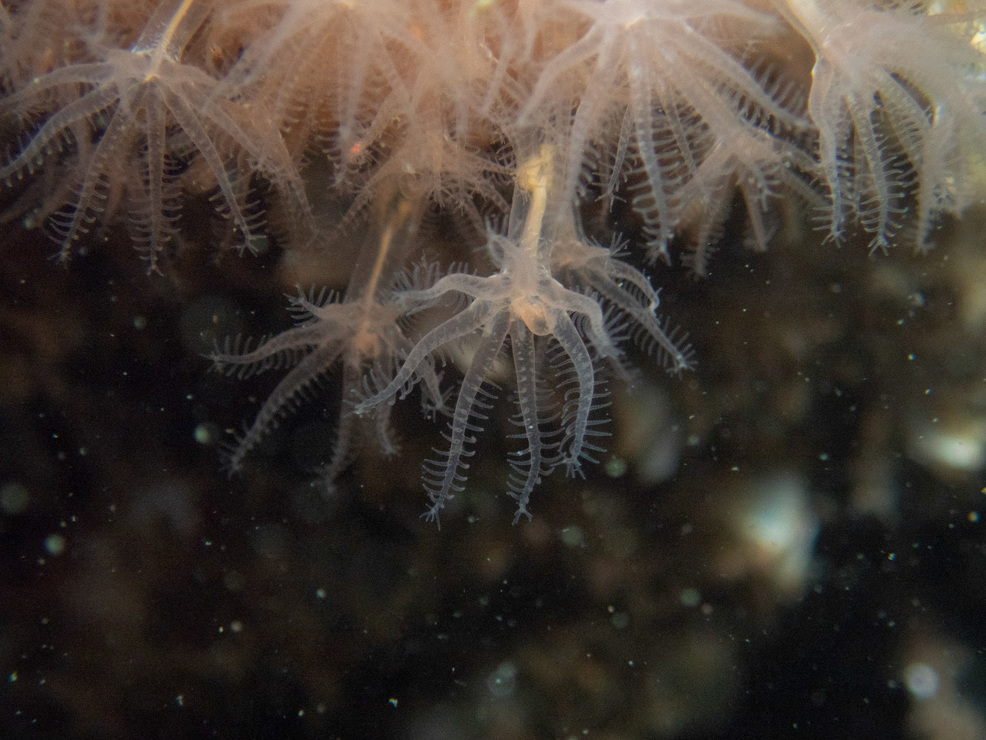 Dead man's fingers polyp