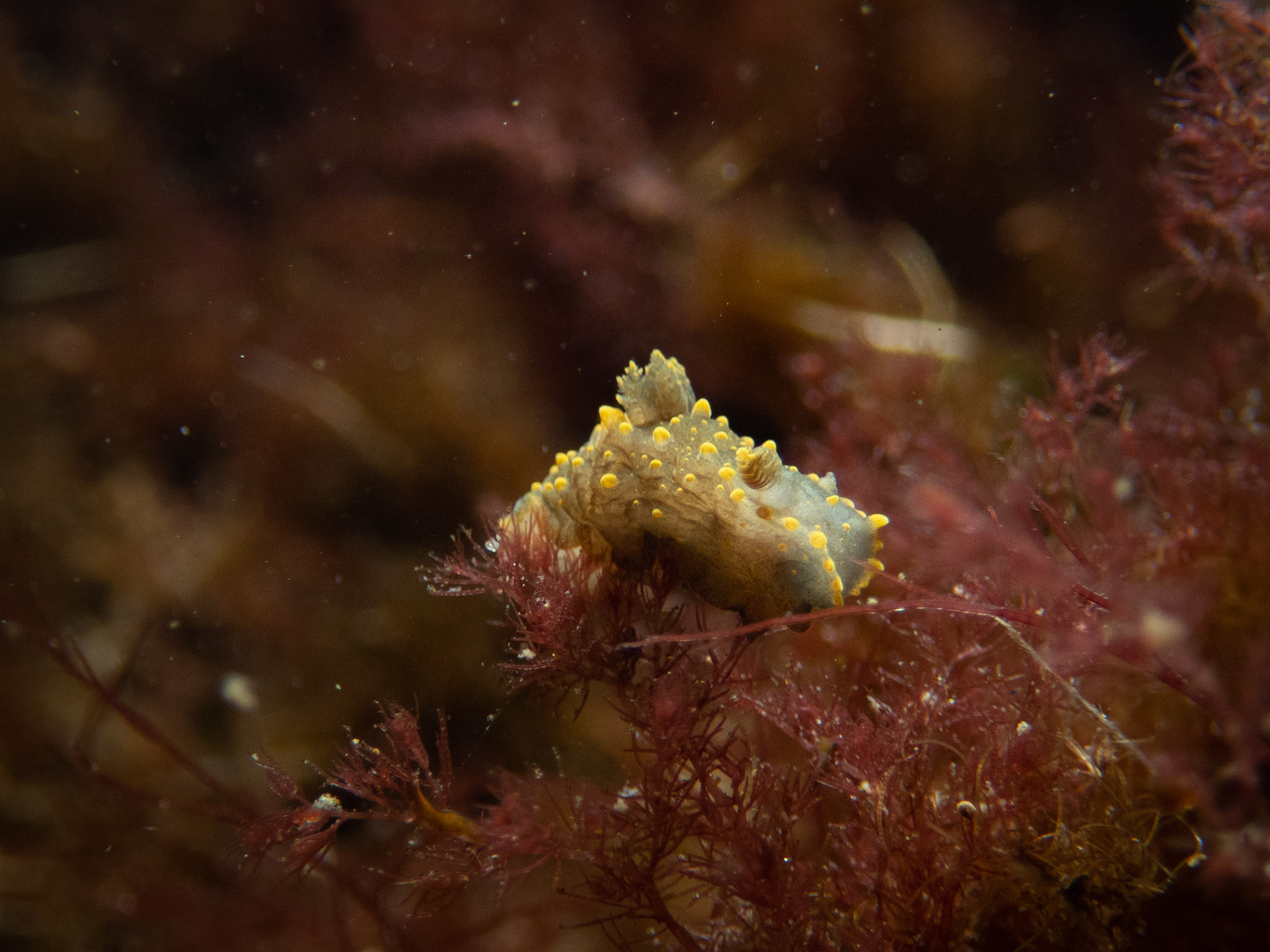 Palio dubia