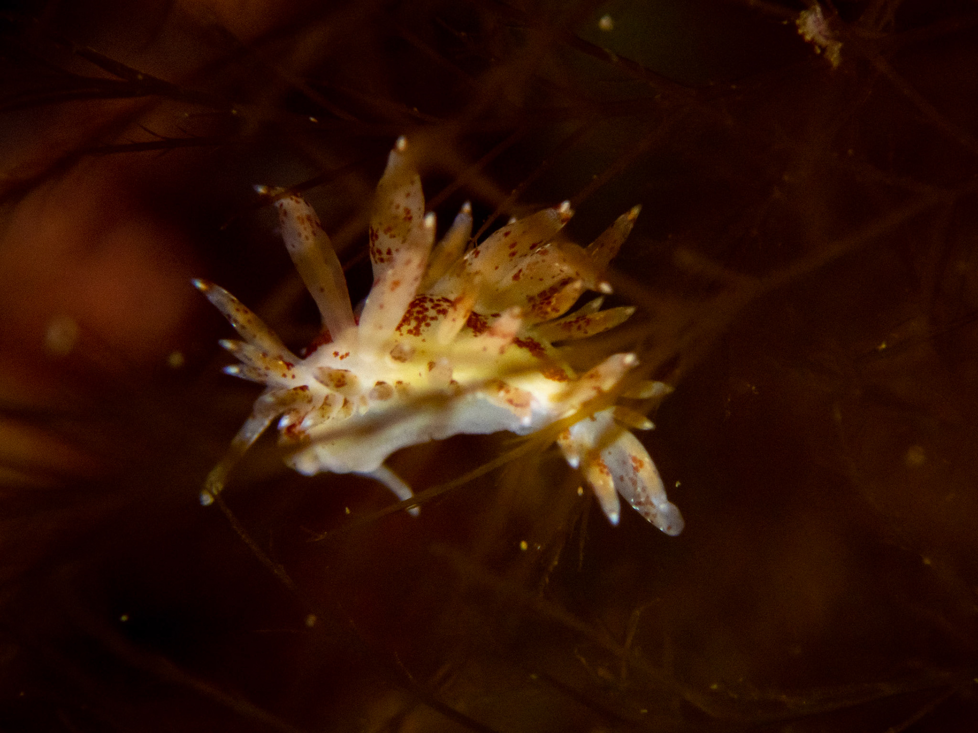 Eubranchus pallidus