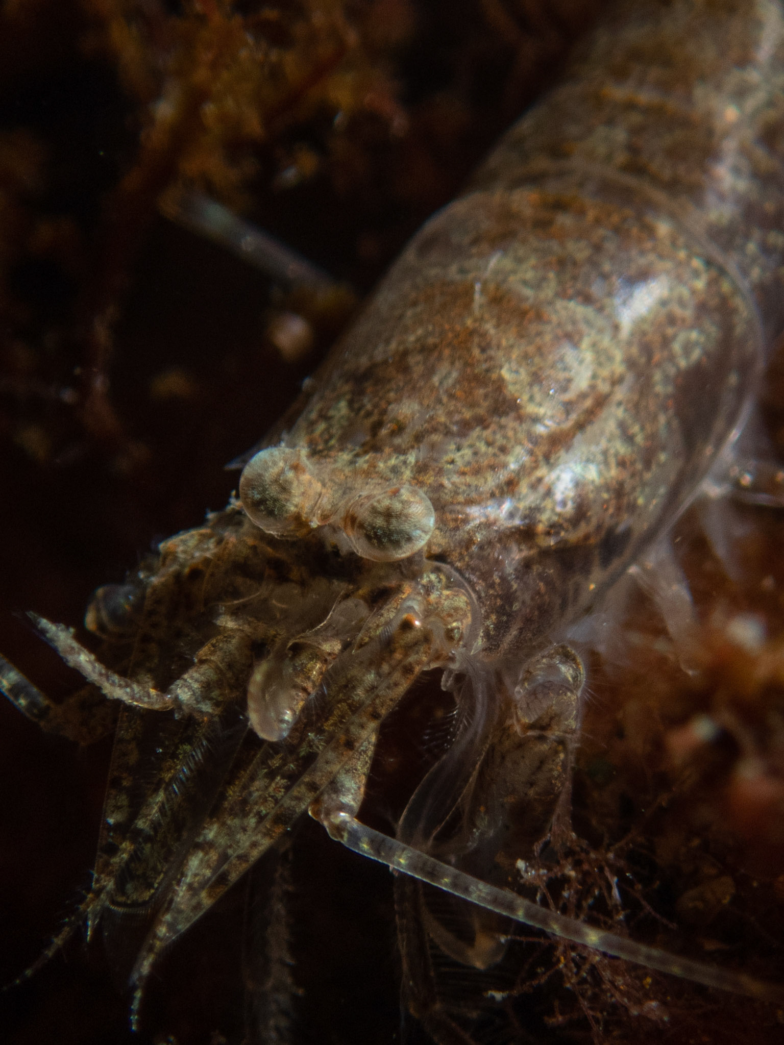 Sand Shrimp