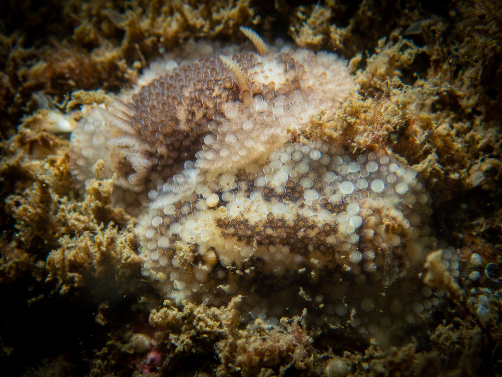 Pair of Onchidoris bilamellata