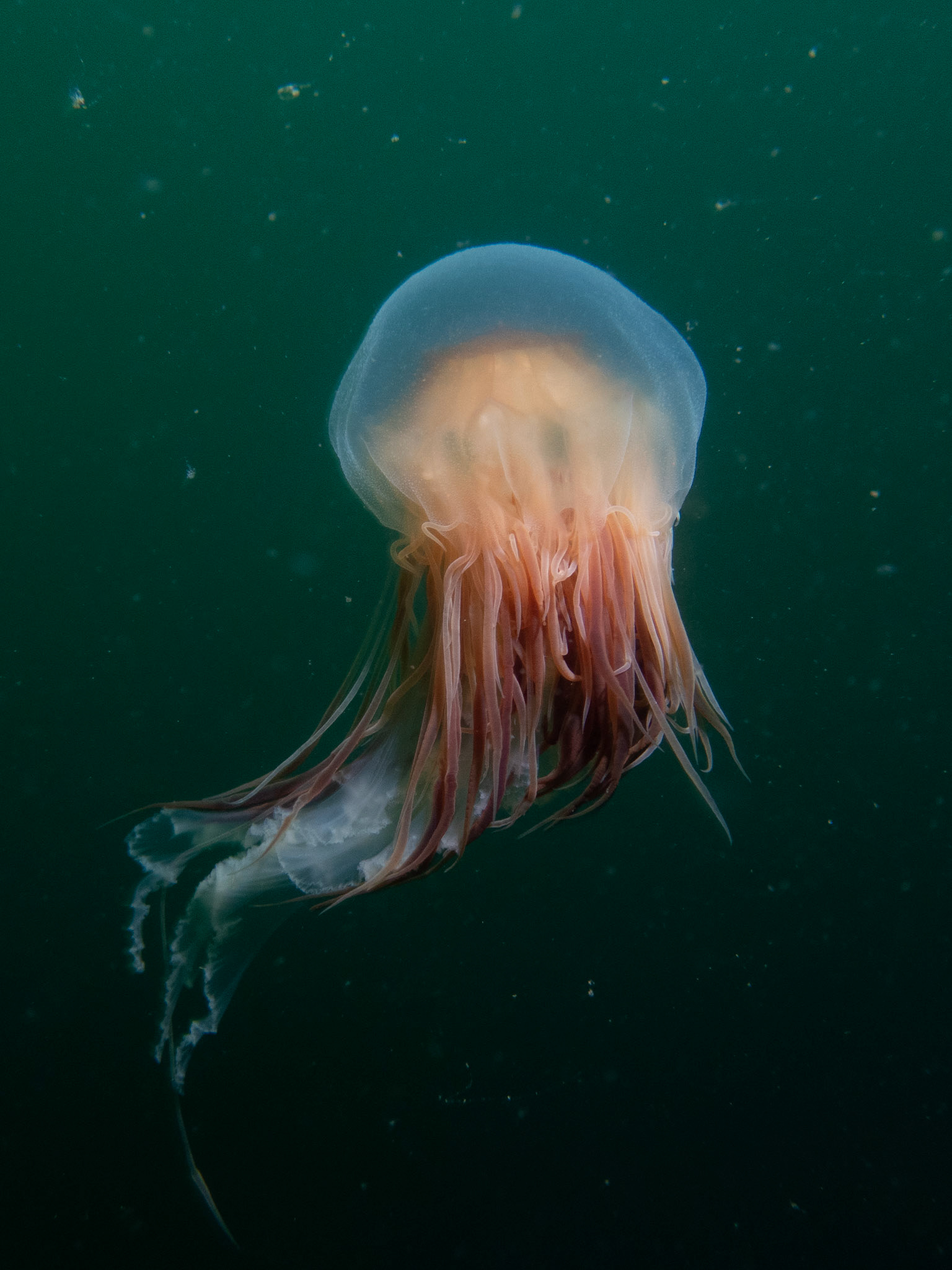 Lion's man jelly in the water column
