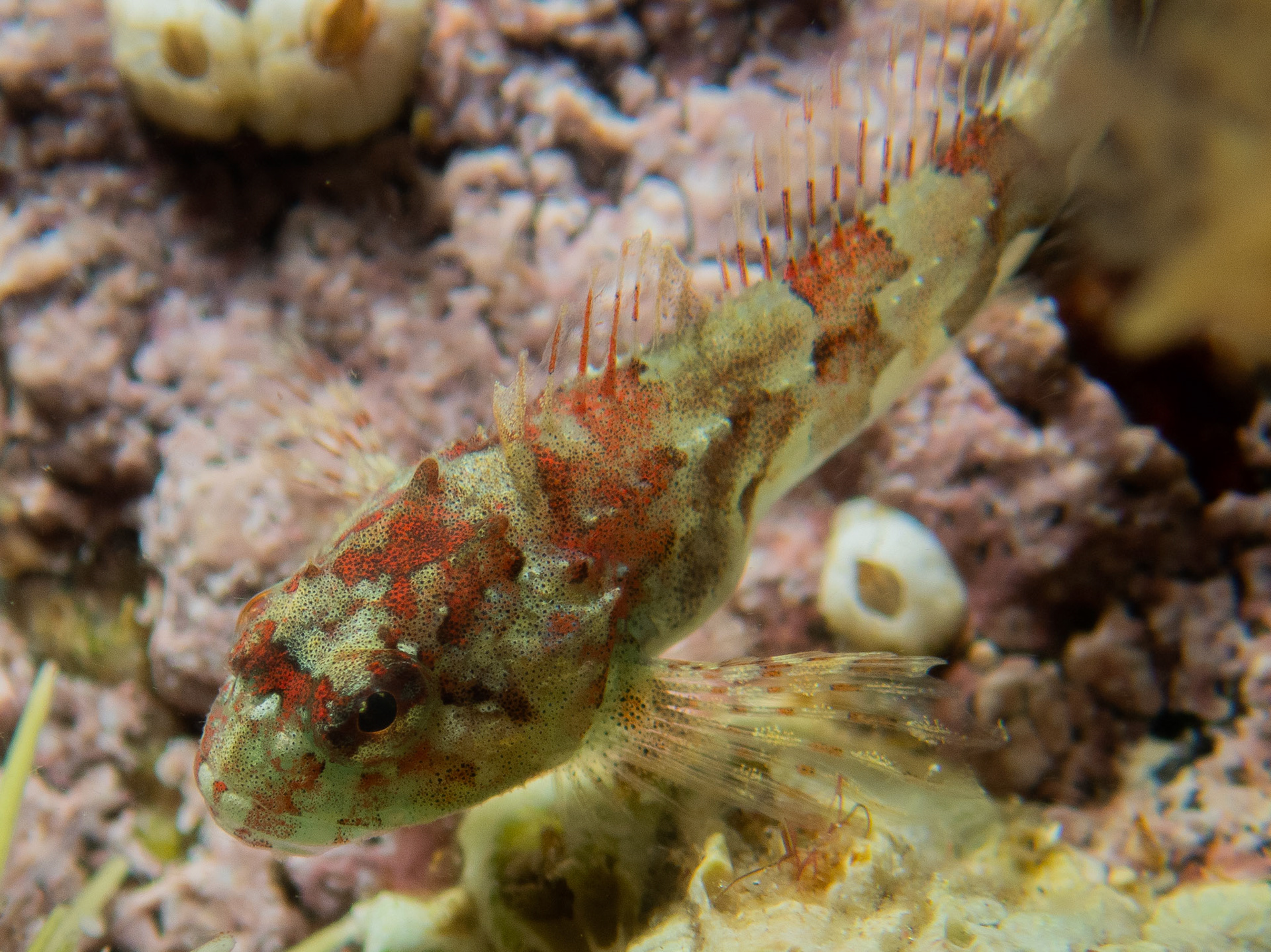 Grubby Sculpin