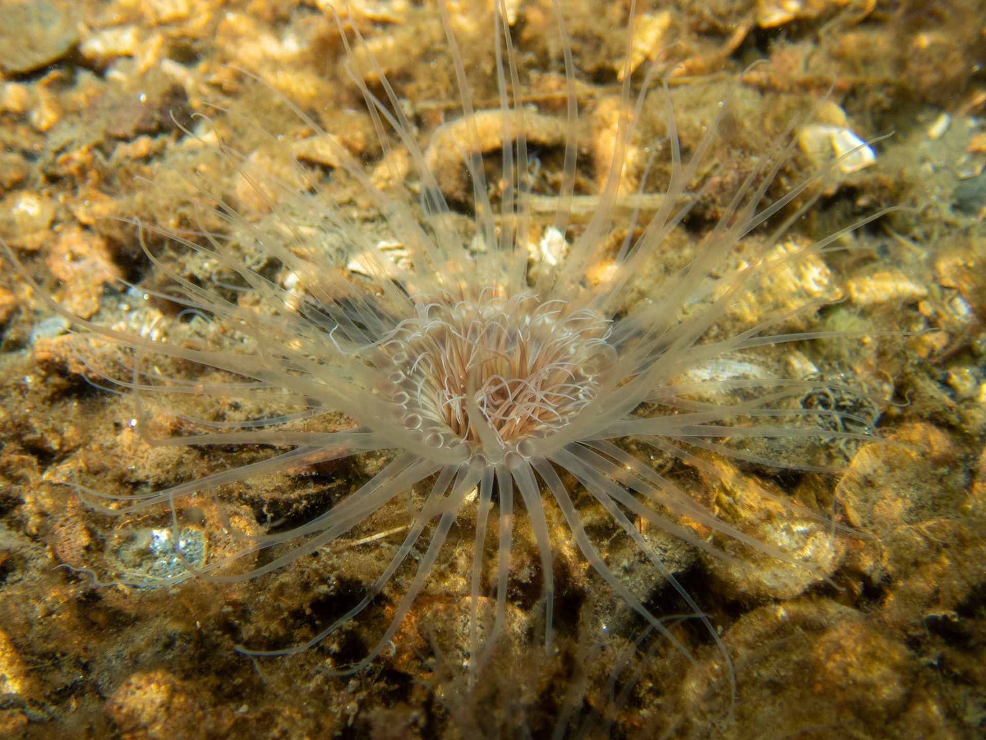 Northern Cerianthid