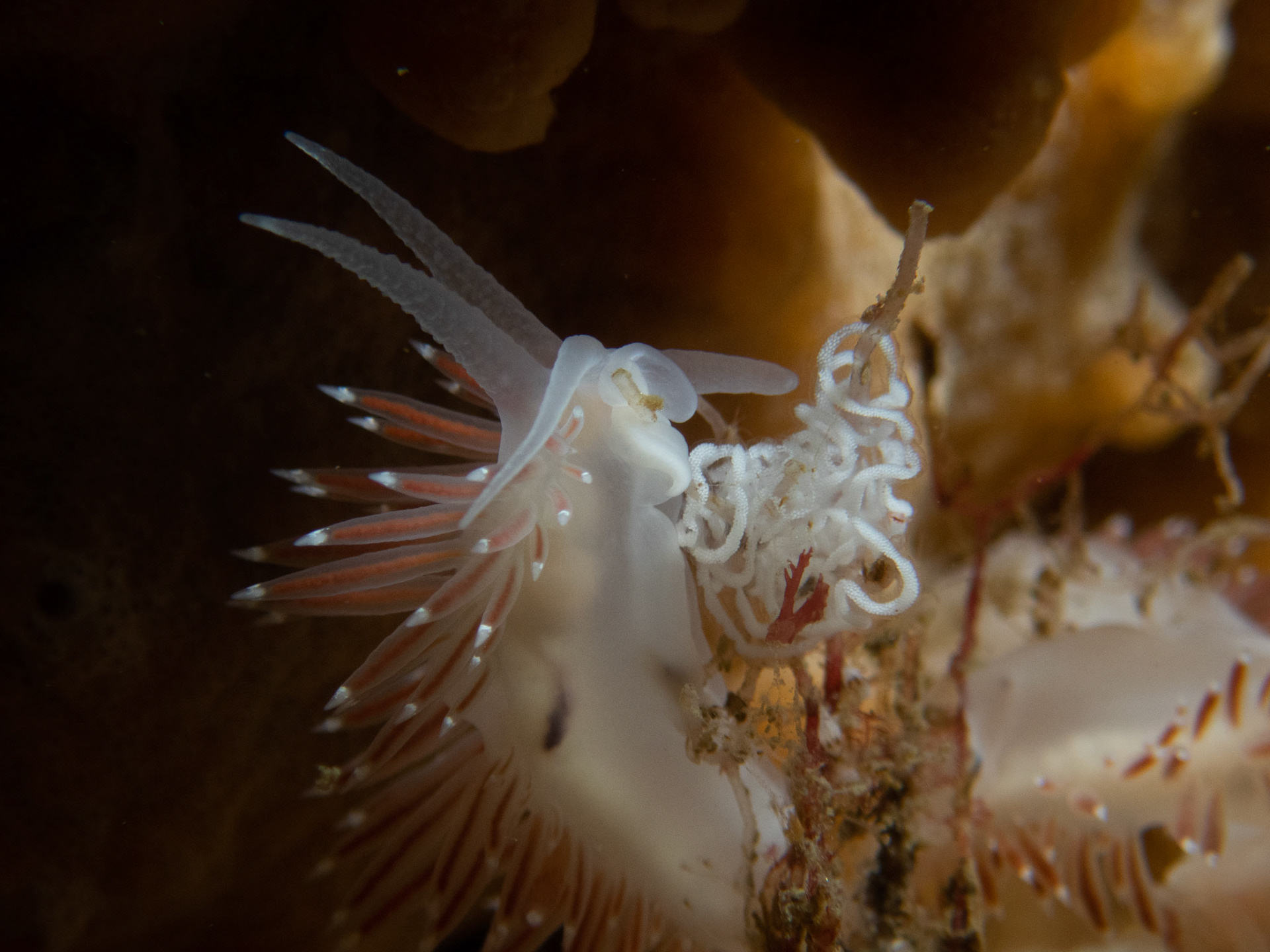 Flabellina verrucosa