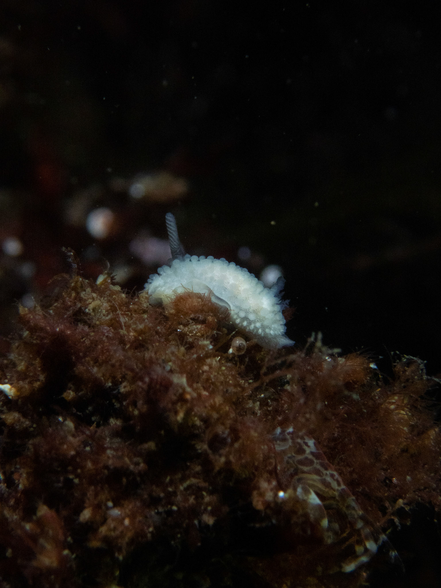 Onchidoris muricata