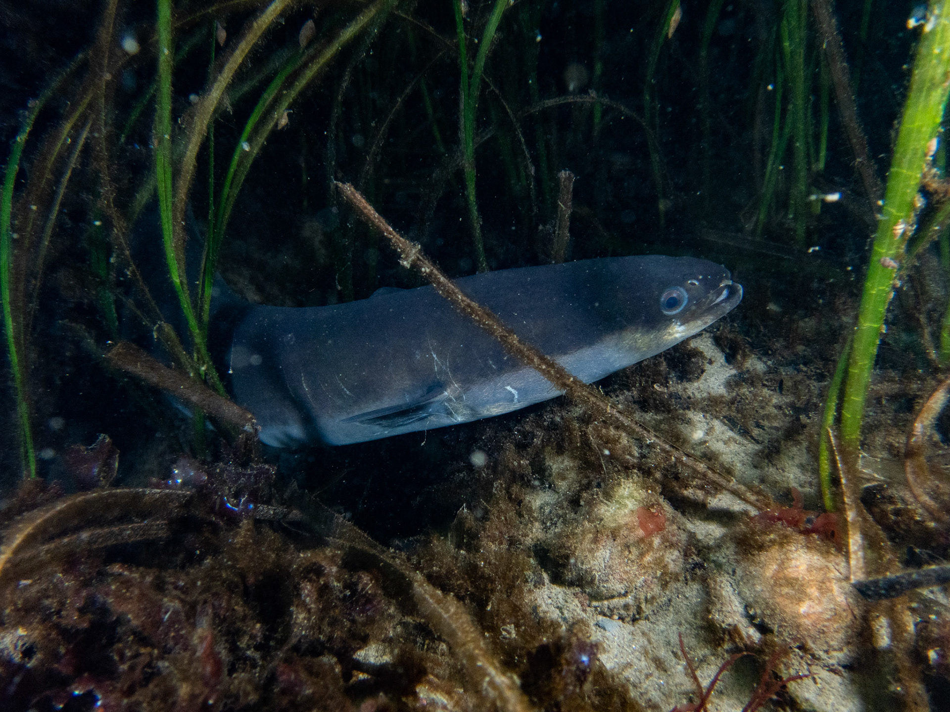 Big American eel