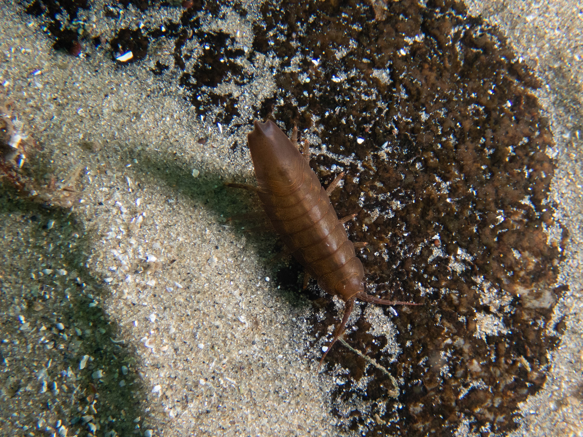Baltic isopod - it hitched a ride on my camera housing for a bit
