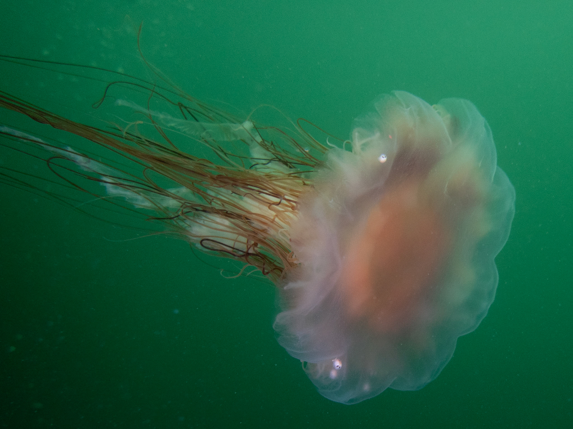 Those little bumps on the bell of the jelly are parasites. The dark dots are their huge eyes!