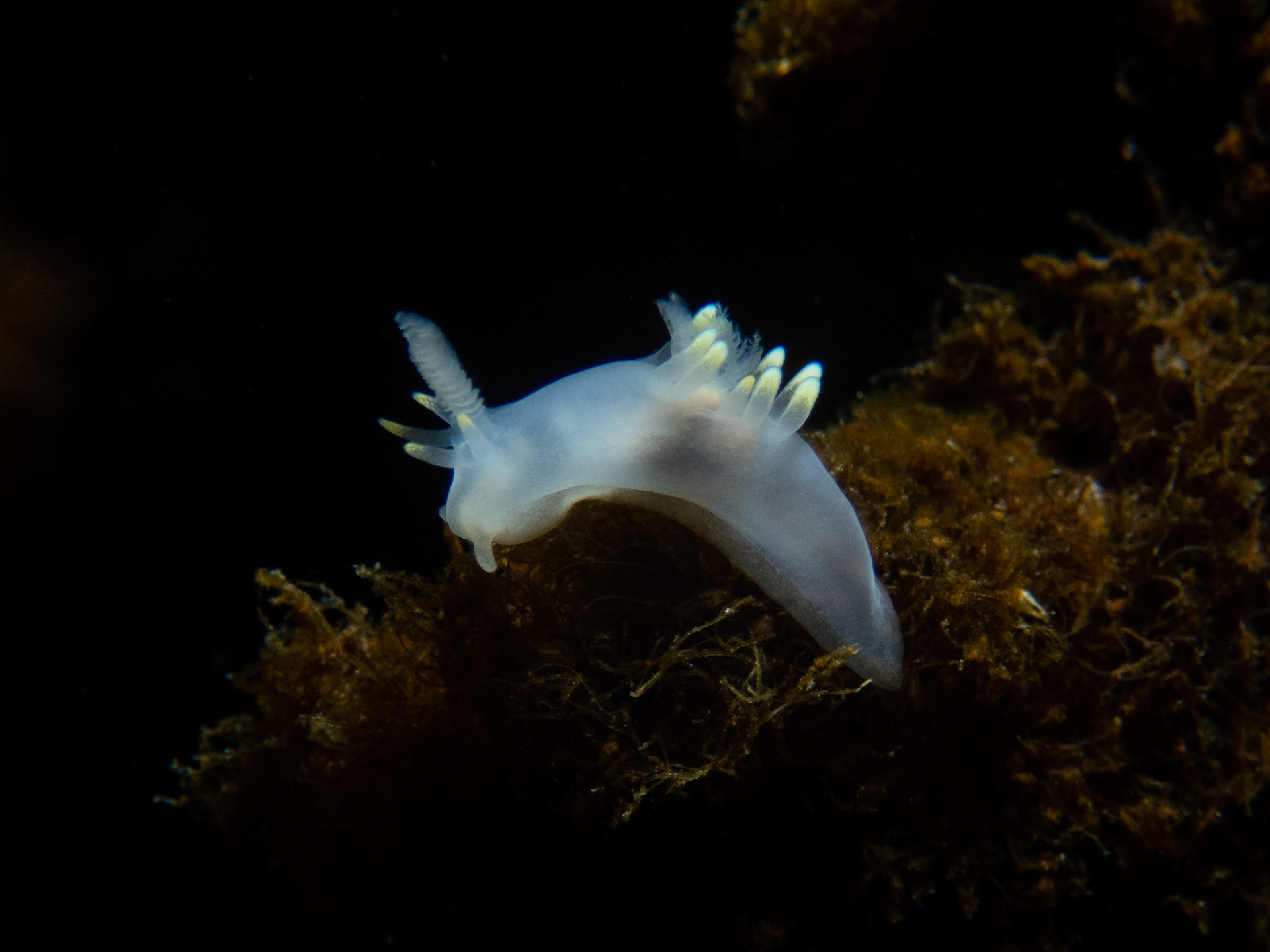 Ancula gibbosa
