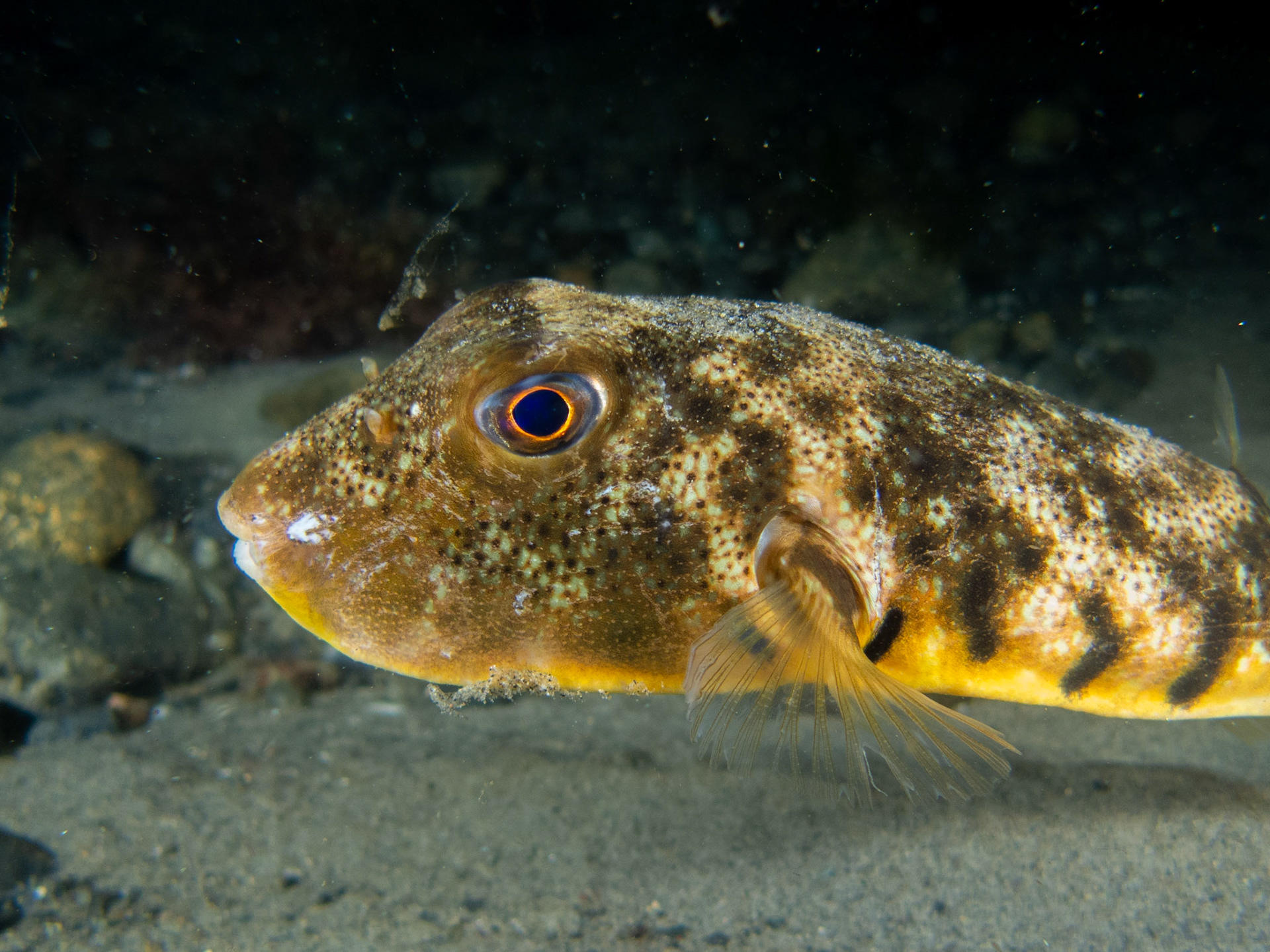 Northern Puffer