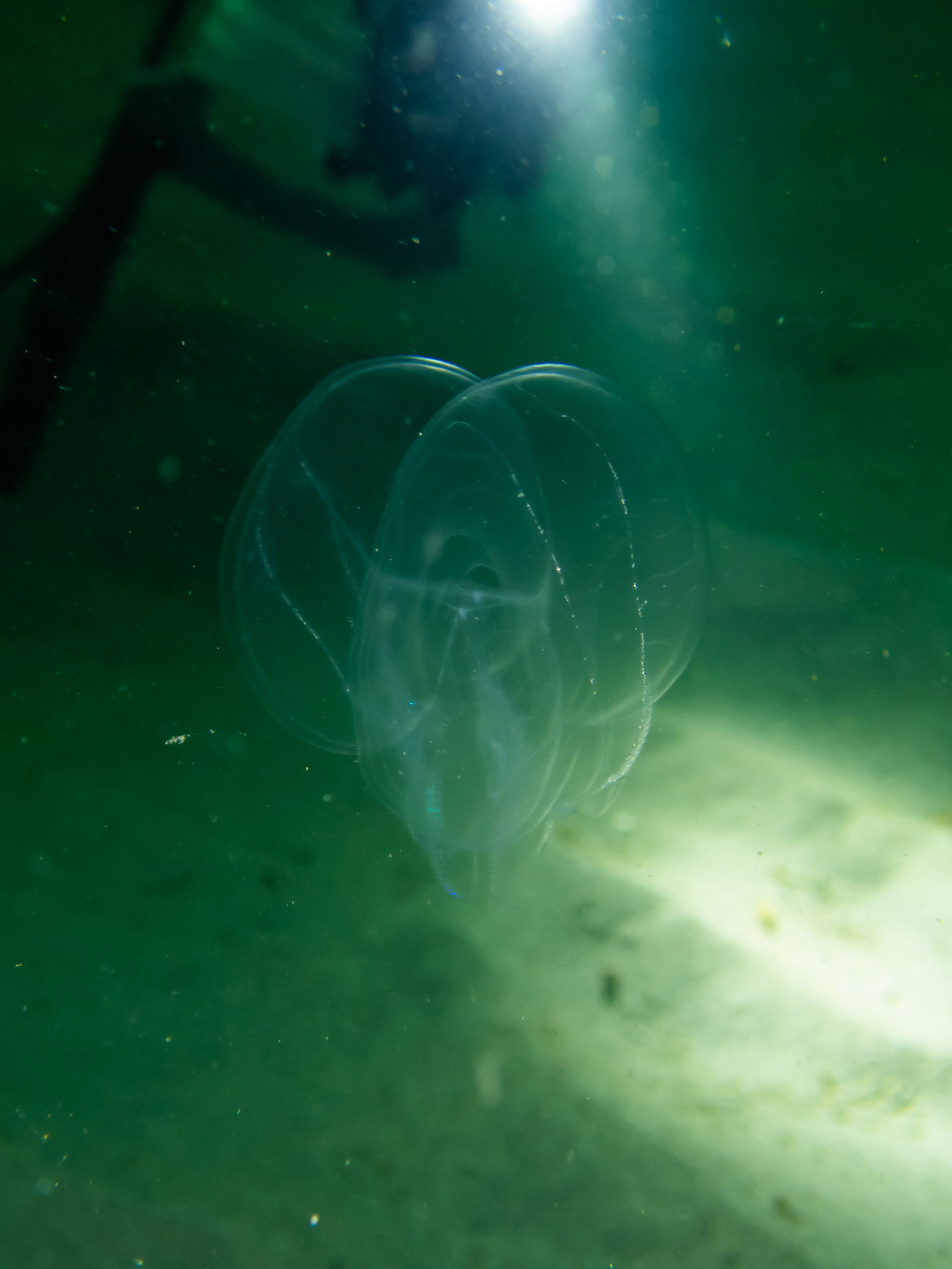 Ctenophore in the water column