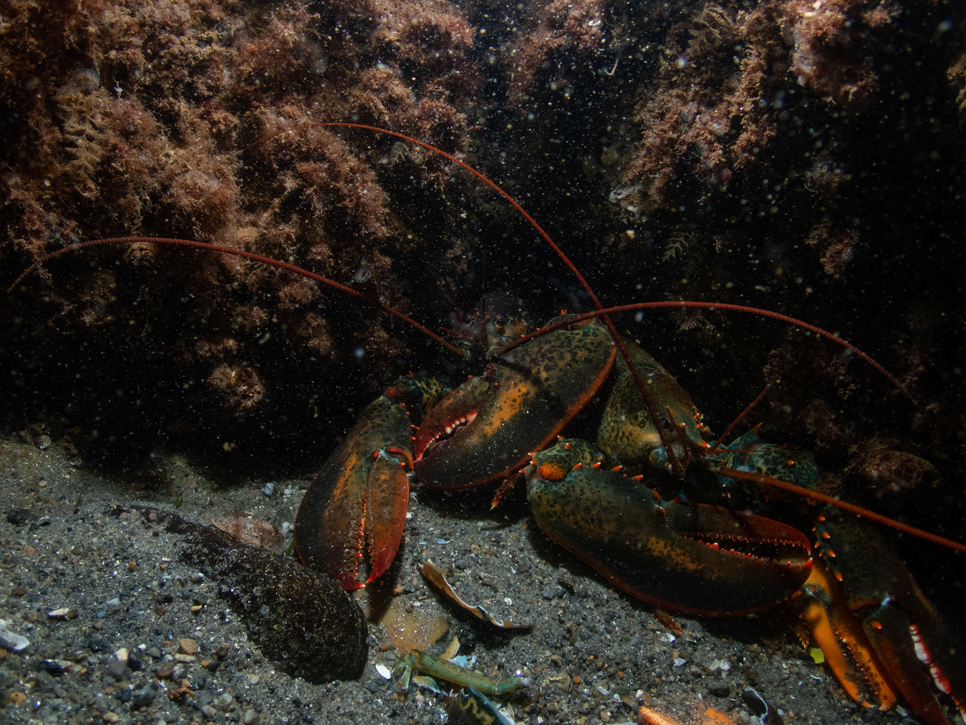 Two pretty large lobsters sharing a den - this is unusual behavior